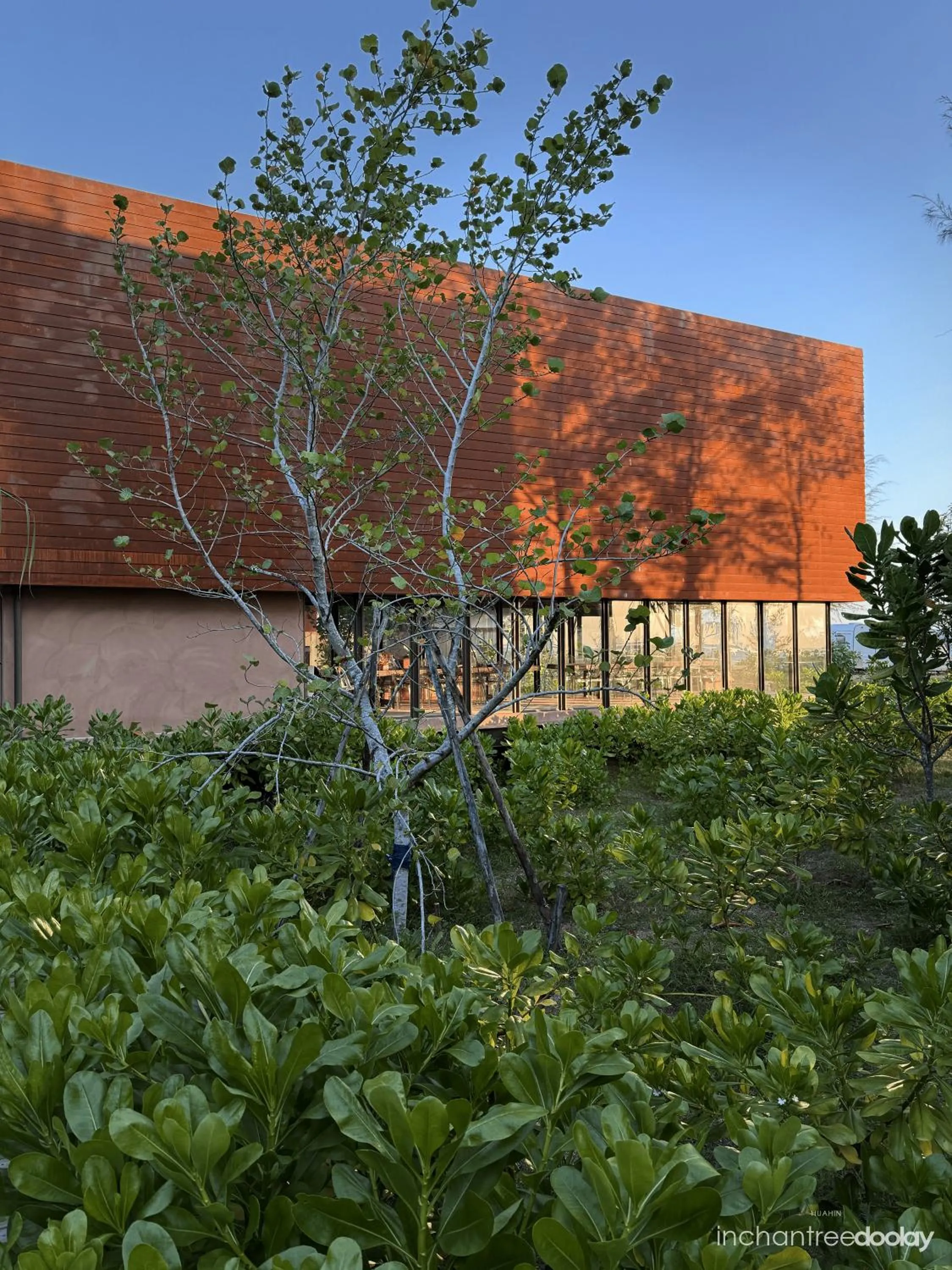 Restaurant/places to eat in inchantreedoolay huahin