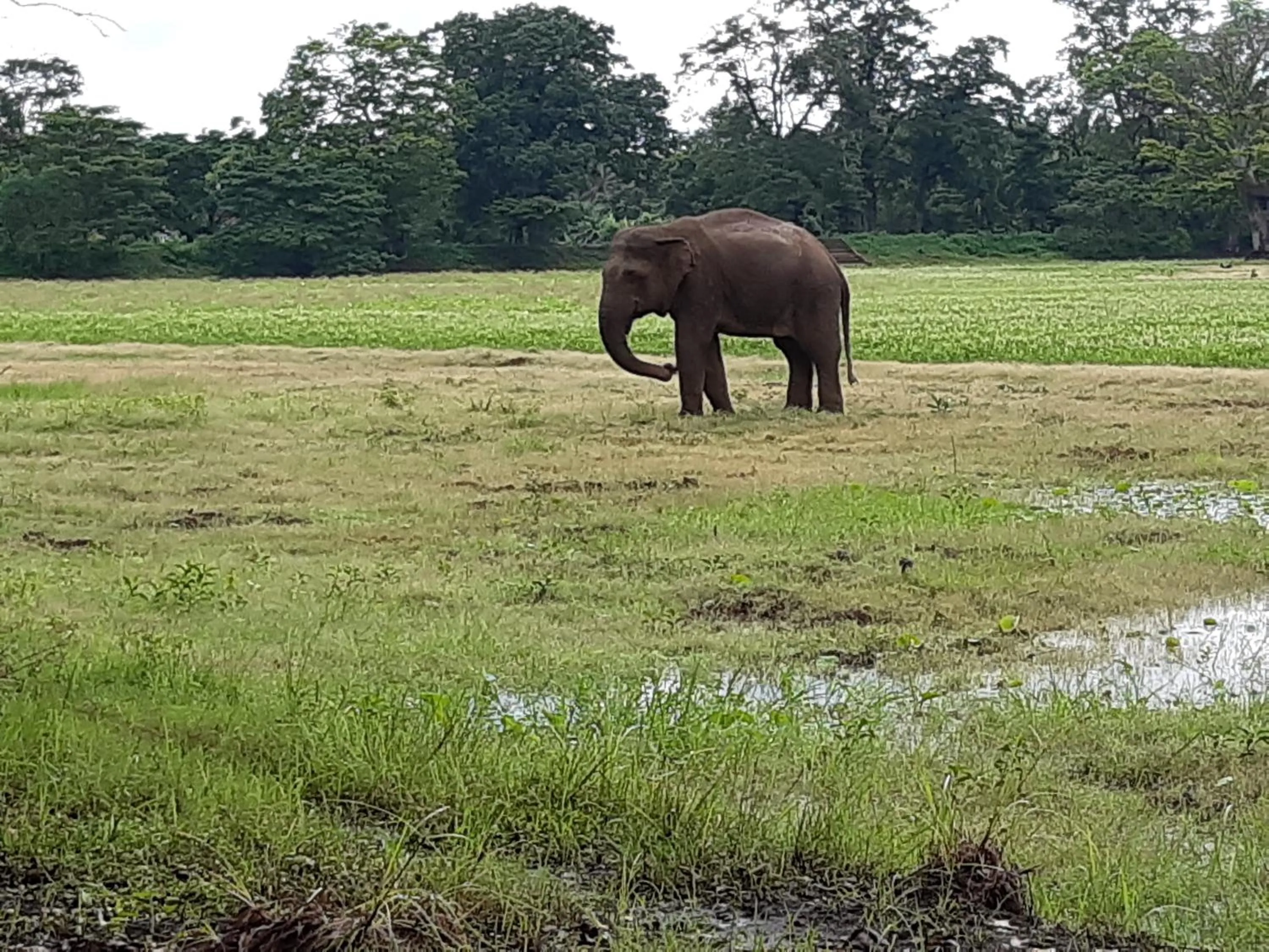 Animals in Banana Rest Sigiriya
