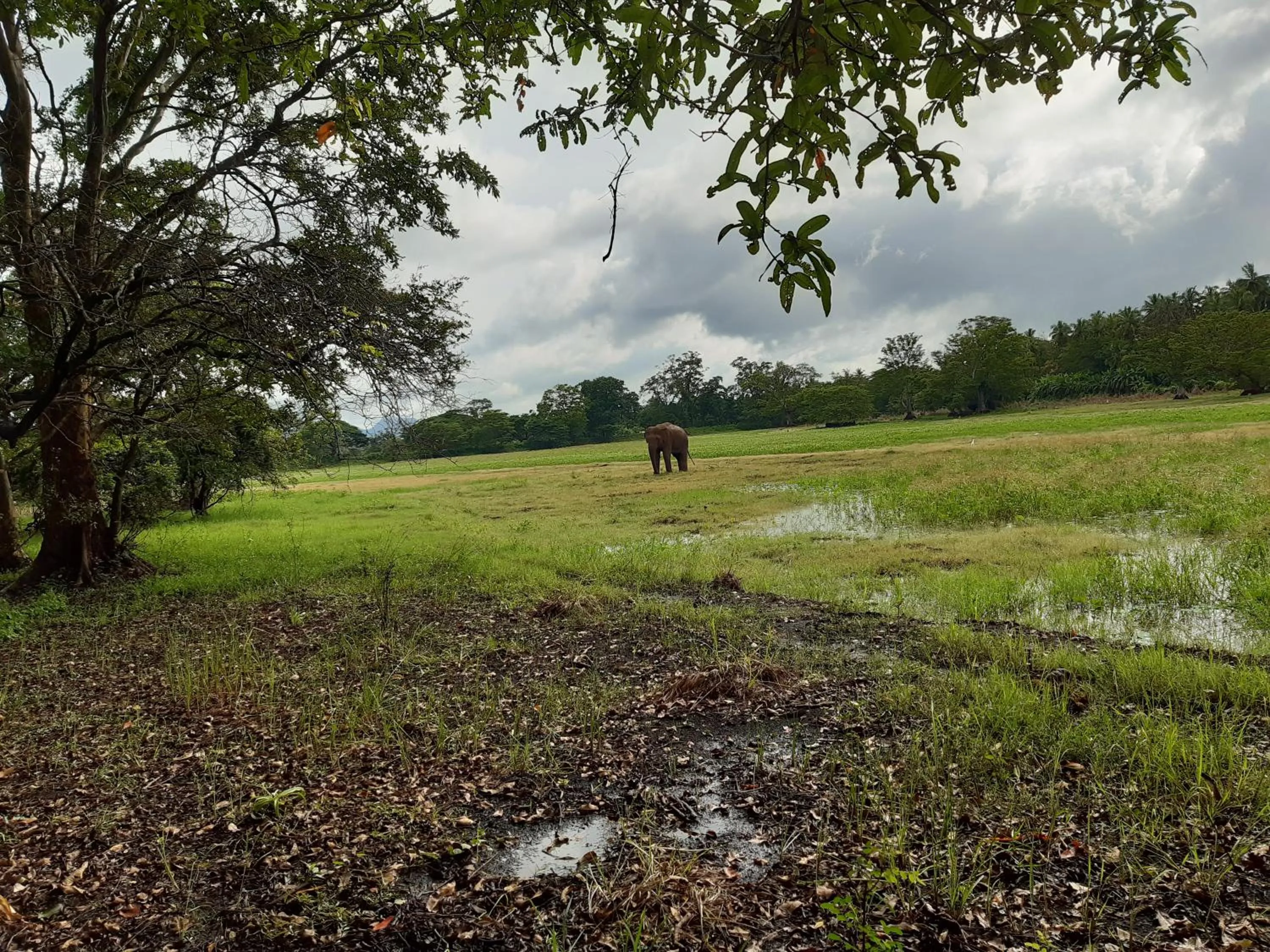 Natural landscape in Banana Rest Sigiriya