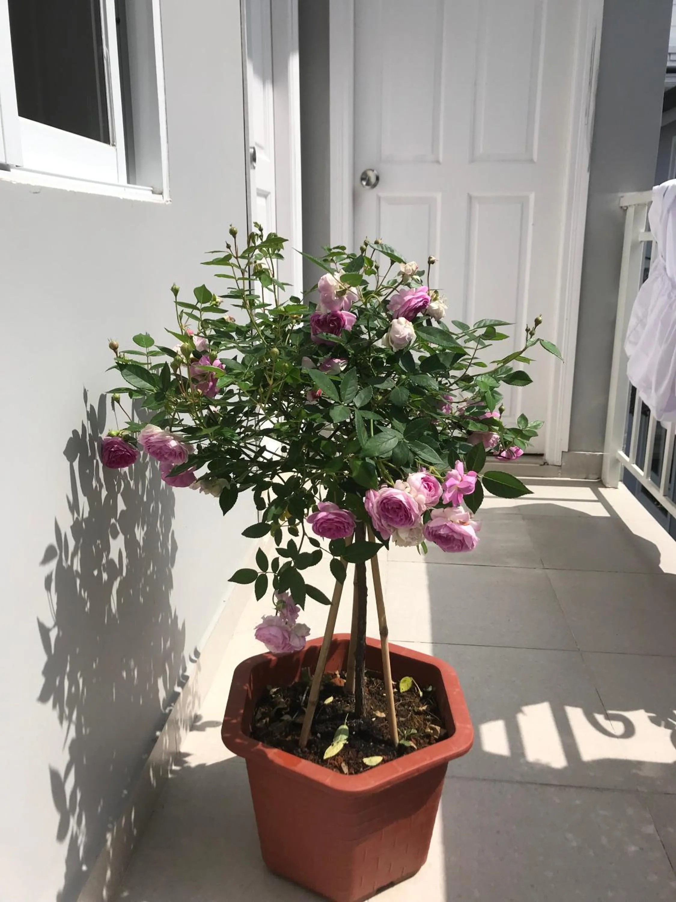 Property building in Phuong Hong Guesthouse