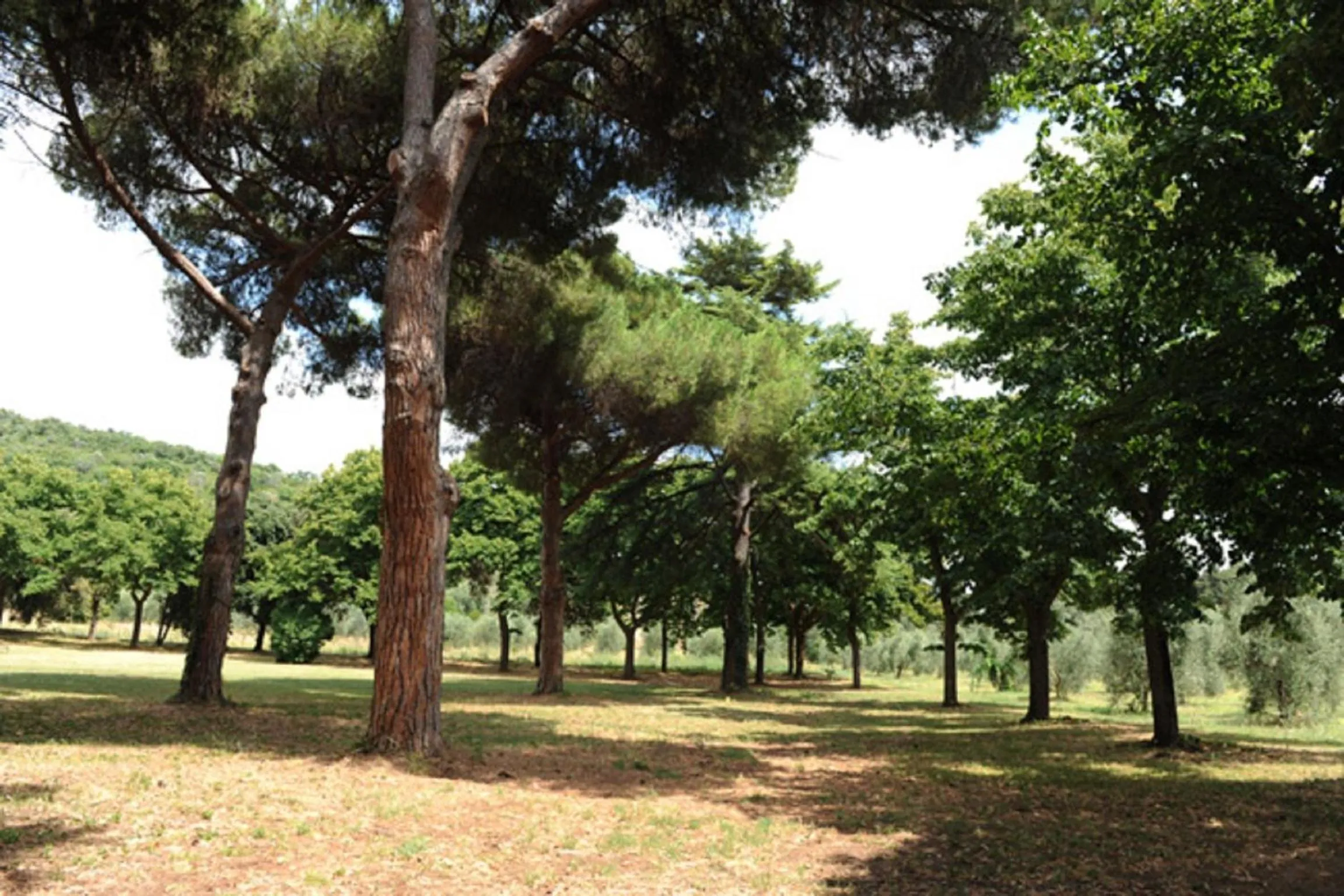 Garden view in Villa Boldrini b&b