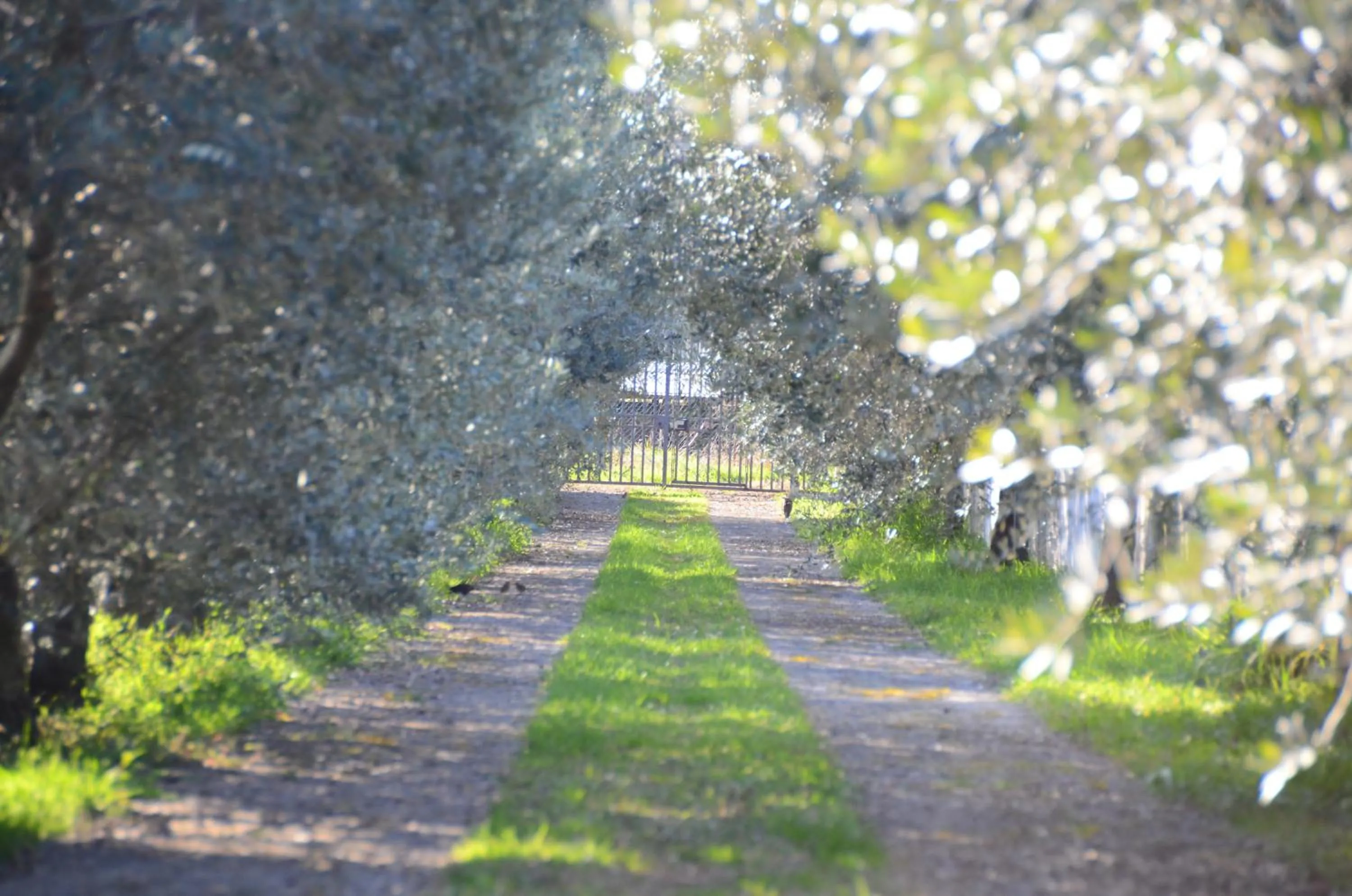 Garden in B&B La Grola