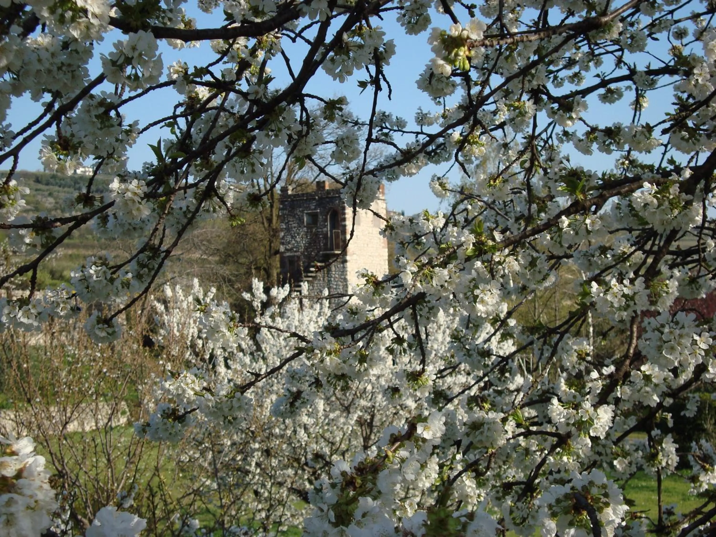 Garden in B&B La Grola