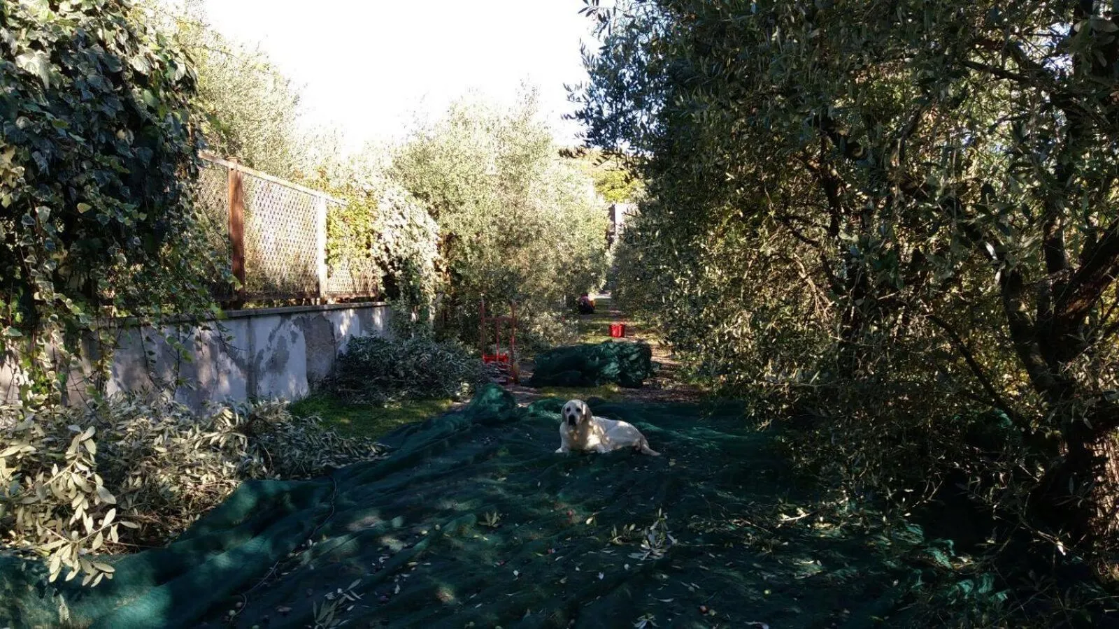Garden in B&B La Grola