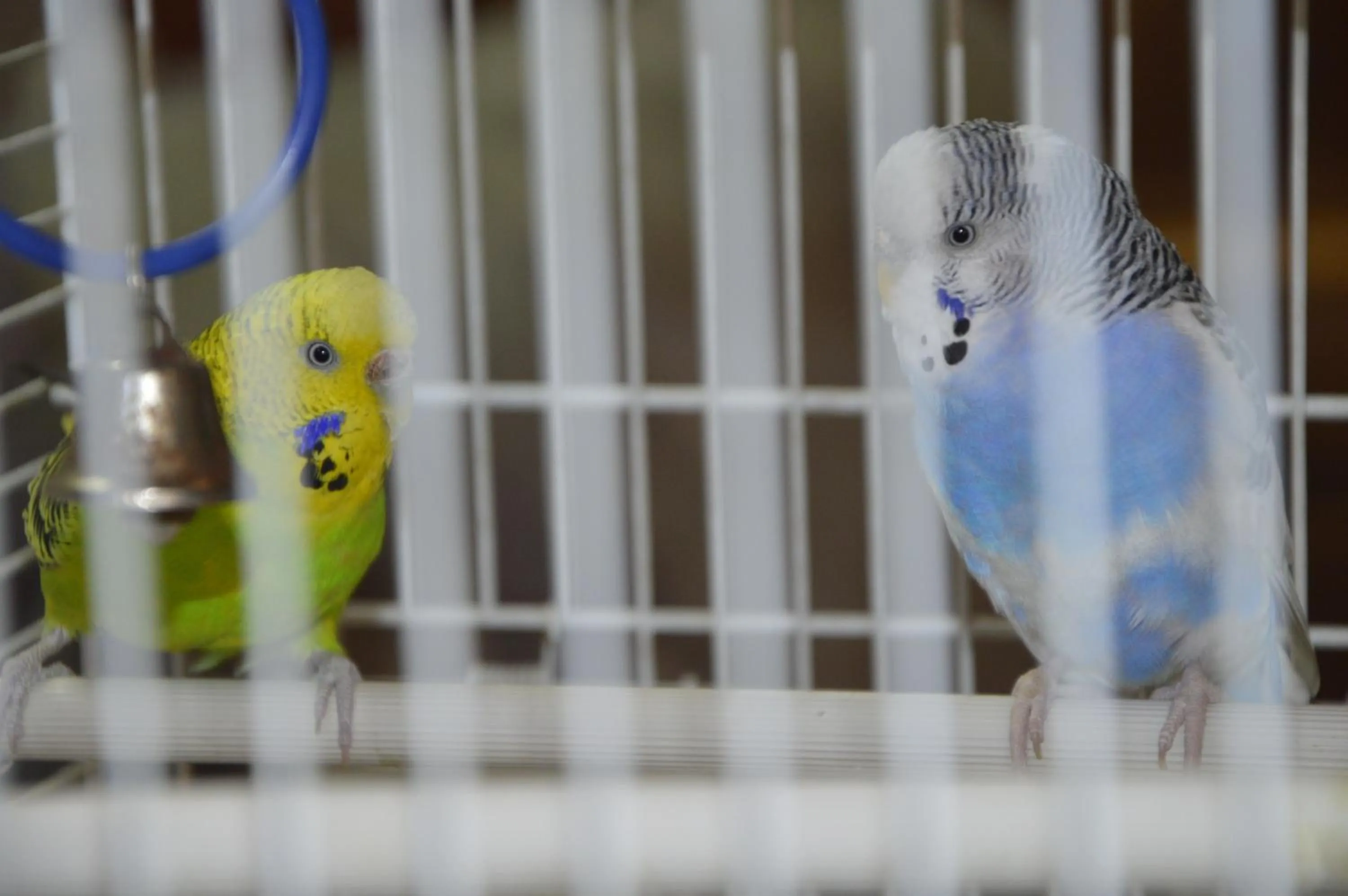 Lobby or reception in Motel Buti