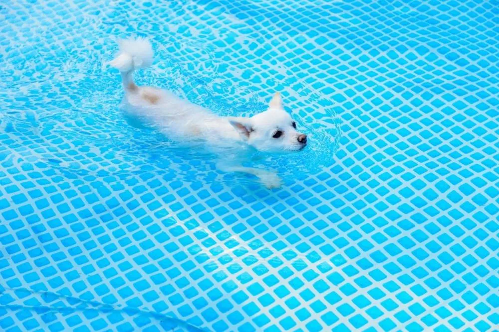 Thank you dog pet pension