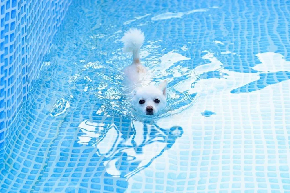 Thank you dog pet pension