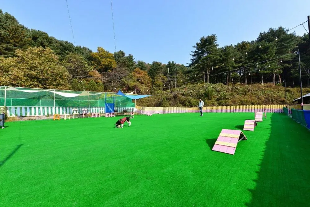 Thank you dog pet pension