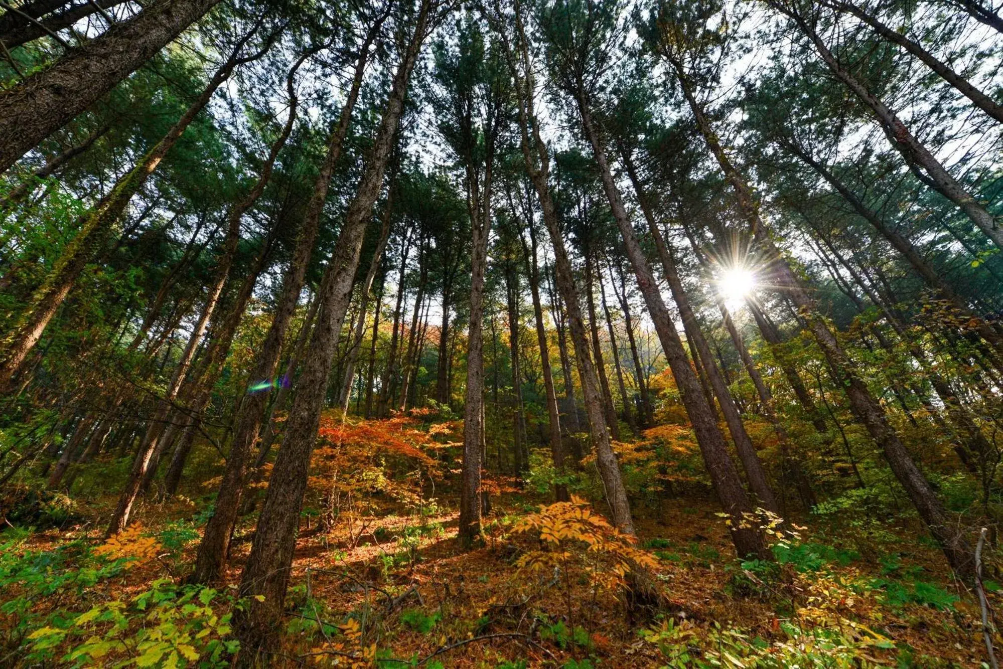 Thank you dog pet pension Thank you dog pet pension