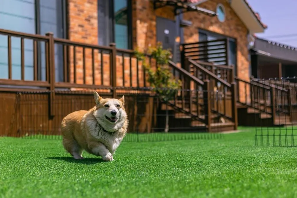 Gyeongju Helper pet Pension