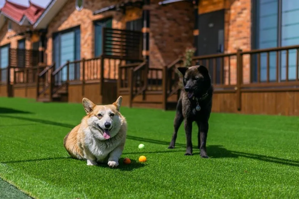 Gyeongju Helper pet Pension