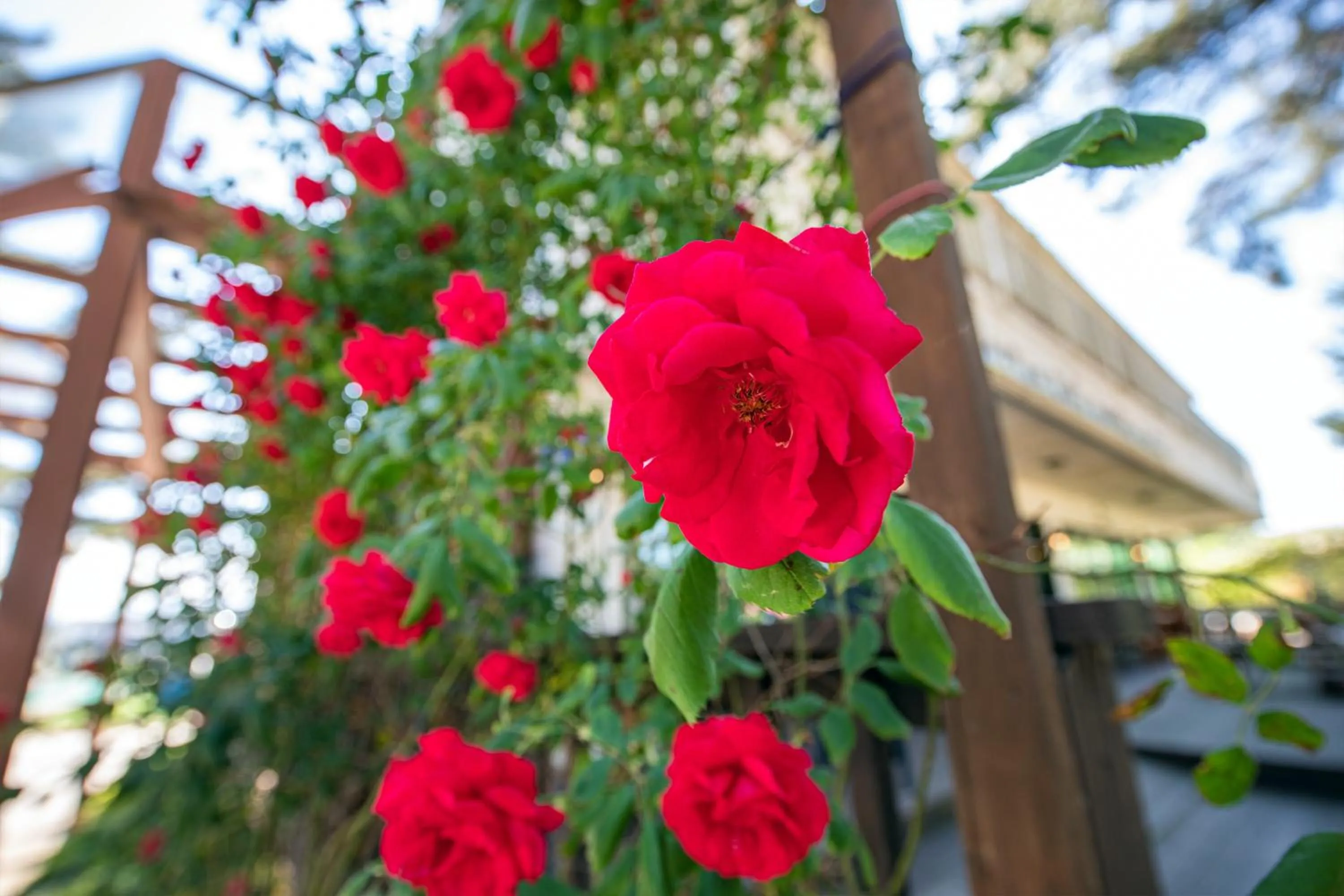 Kangneung Oranda Pension