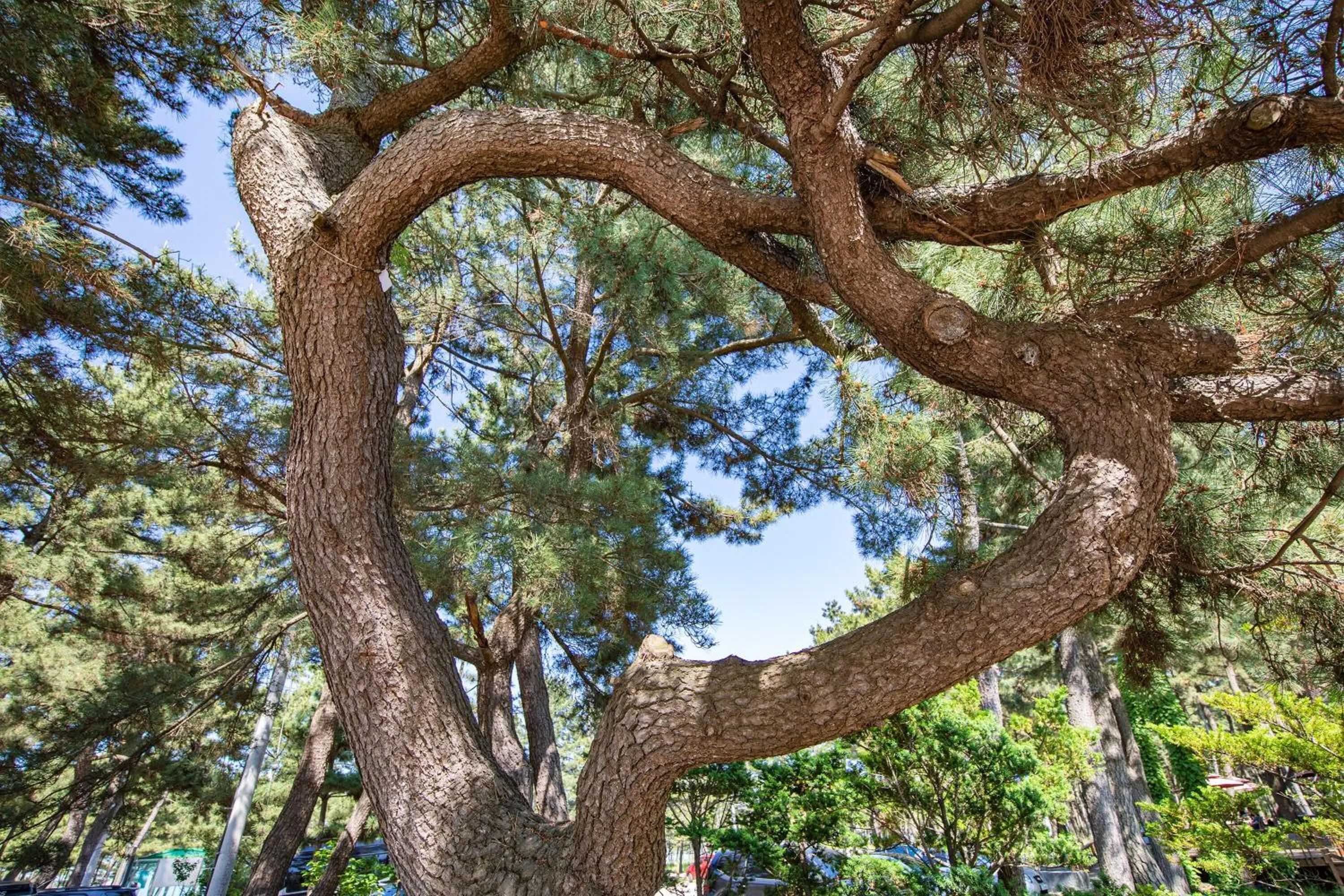 Kangneung Oranda Pension