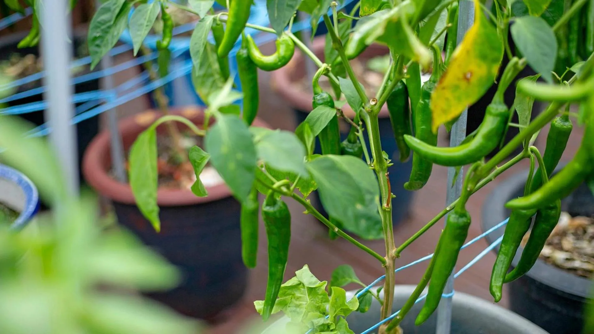 Gangneung Jumunjin Lighthouse Pension