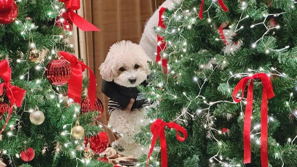 Yangpyeong Forest Live Pension