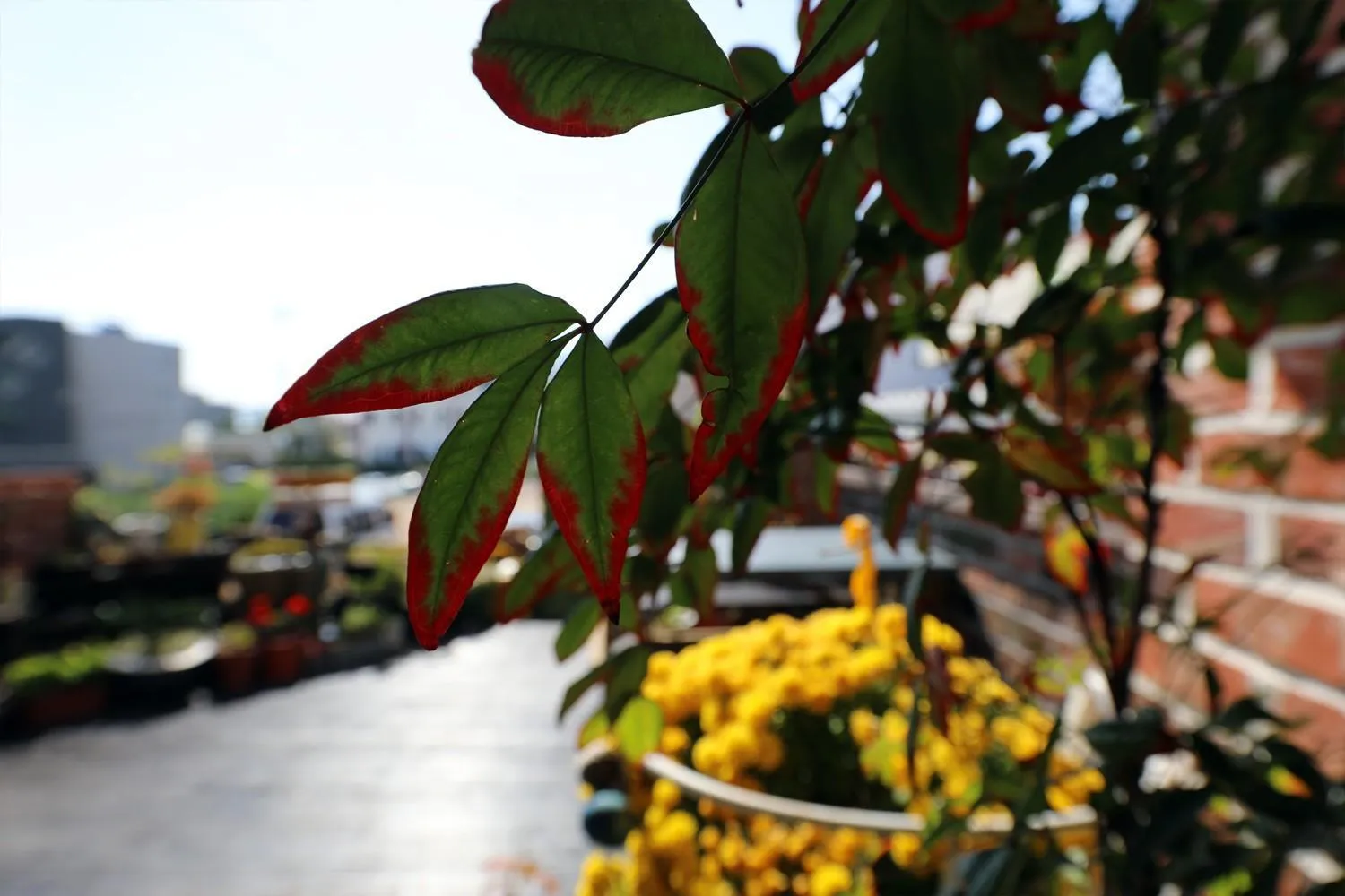 Geoje olive couple pension