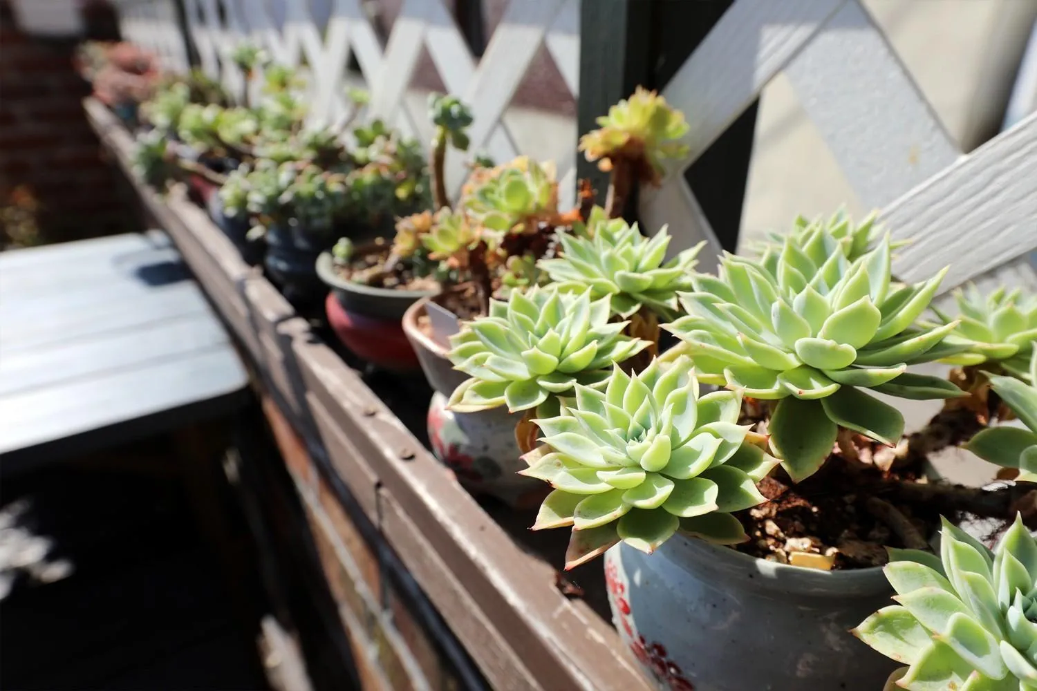 Geoje olive couple pension