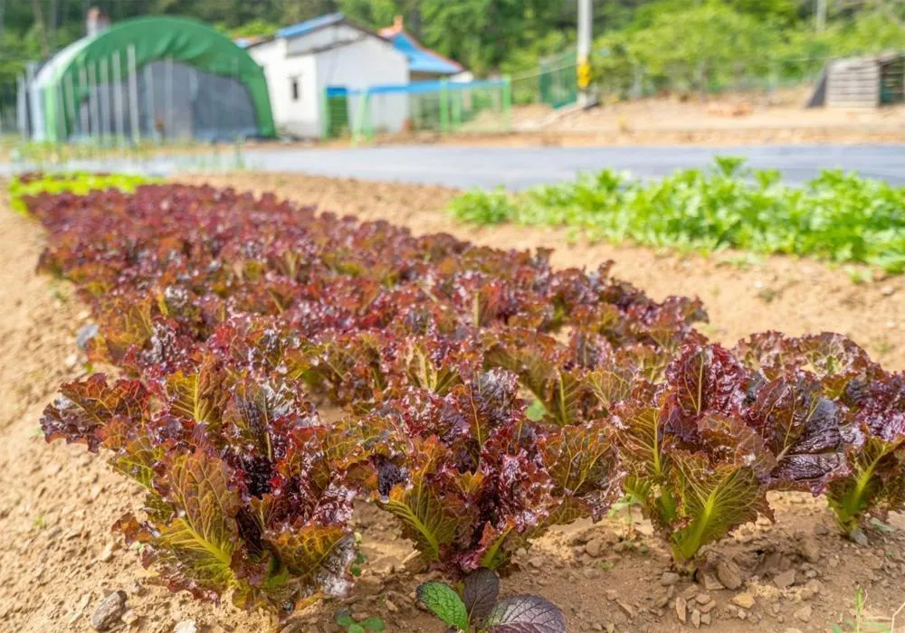 Taean Gana Pension Pet friendly