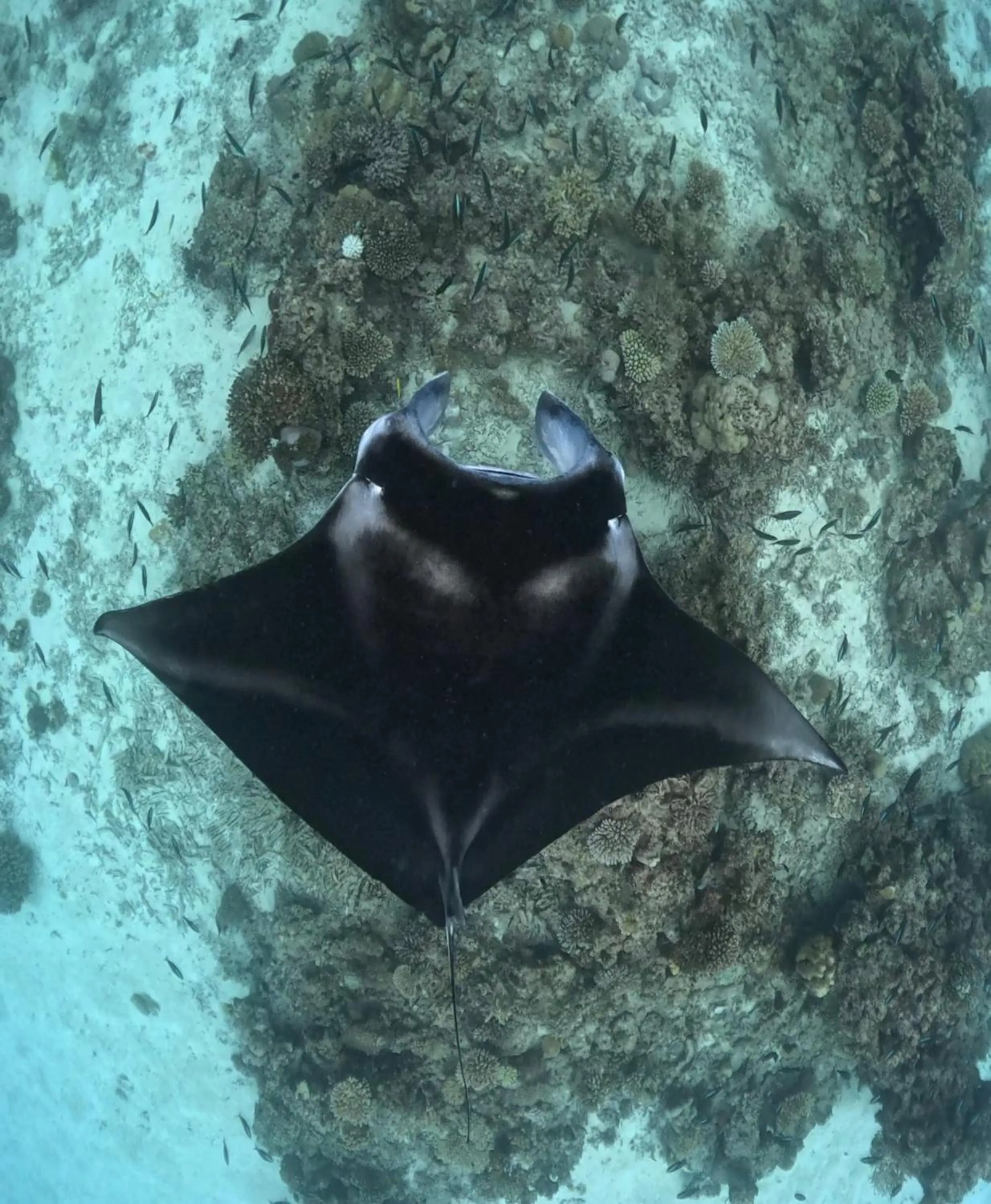 Animals in Skyinn omadhoo