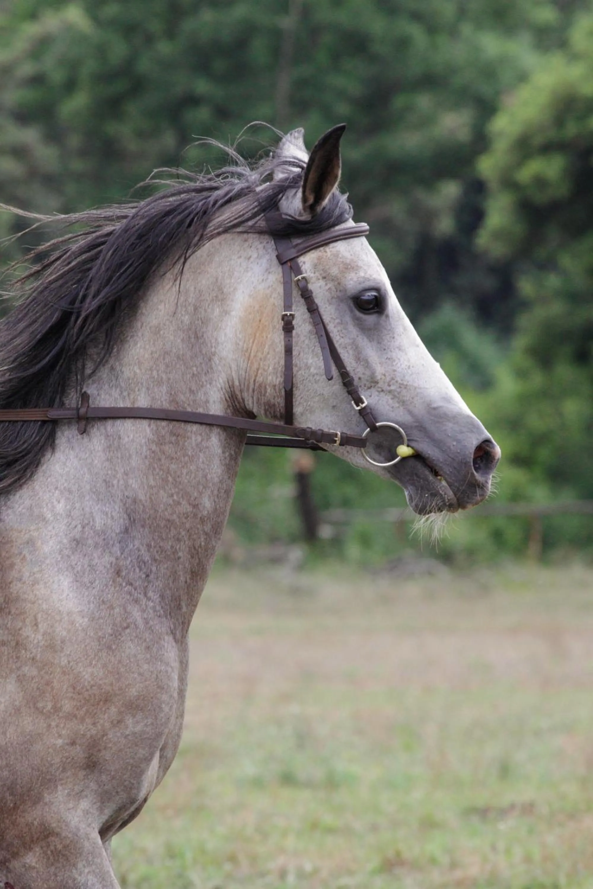 Horse-riding in Mon Perin Castrum - Apartment Ivan