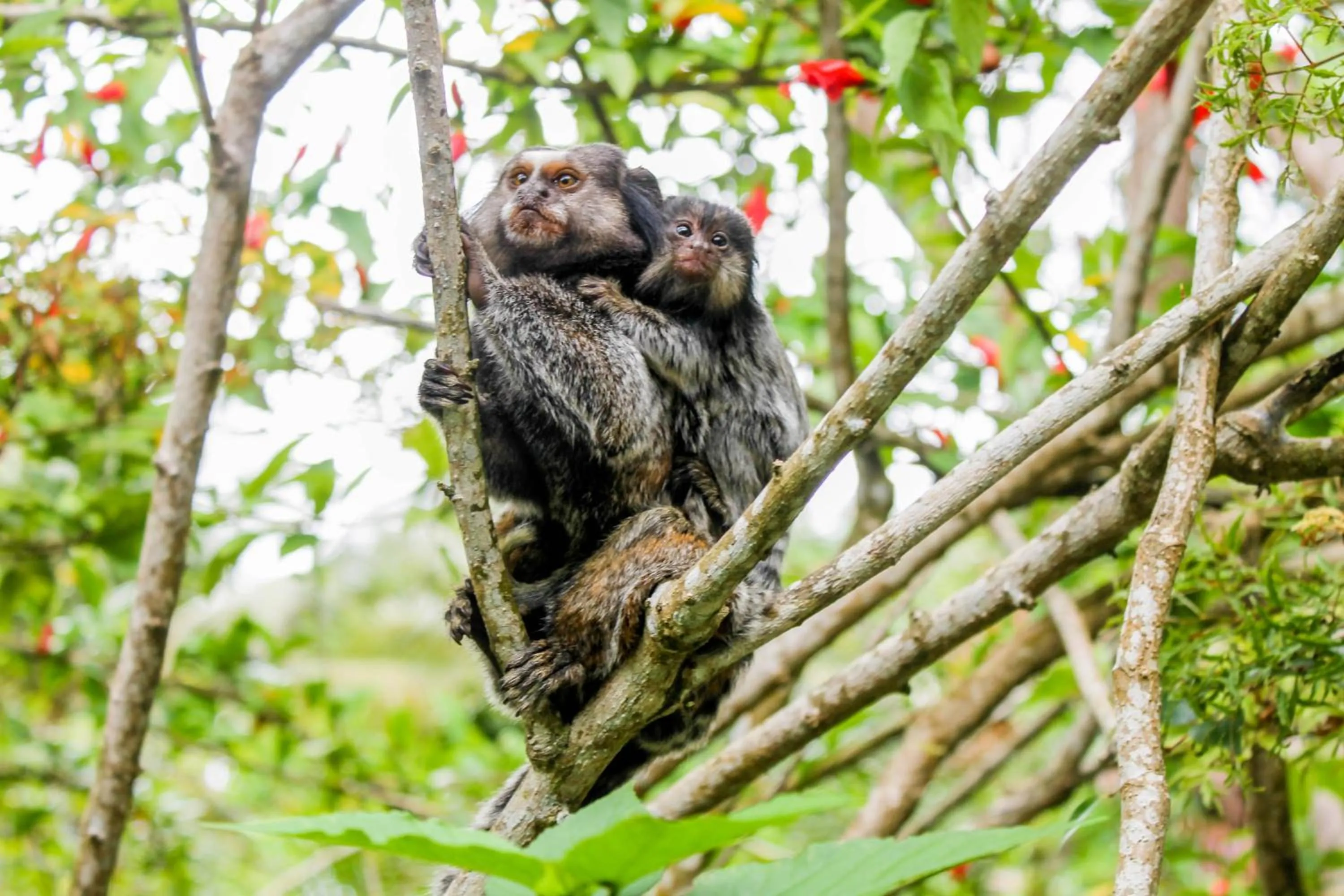 Animals in Pousada Colibri