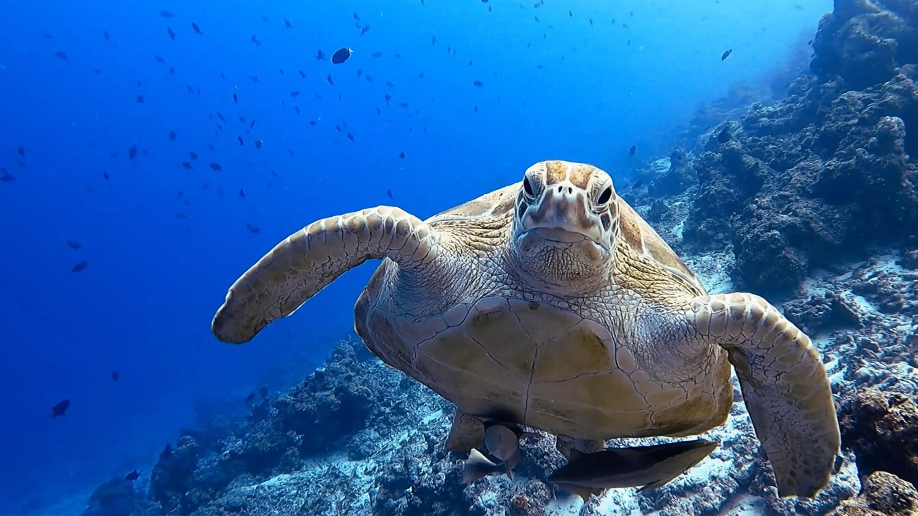Natural landscape in Arrival Beach and Spa