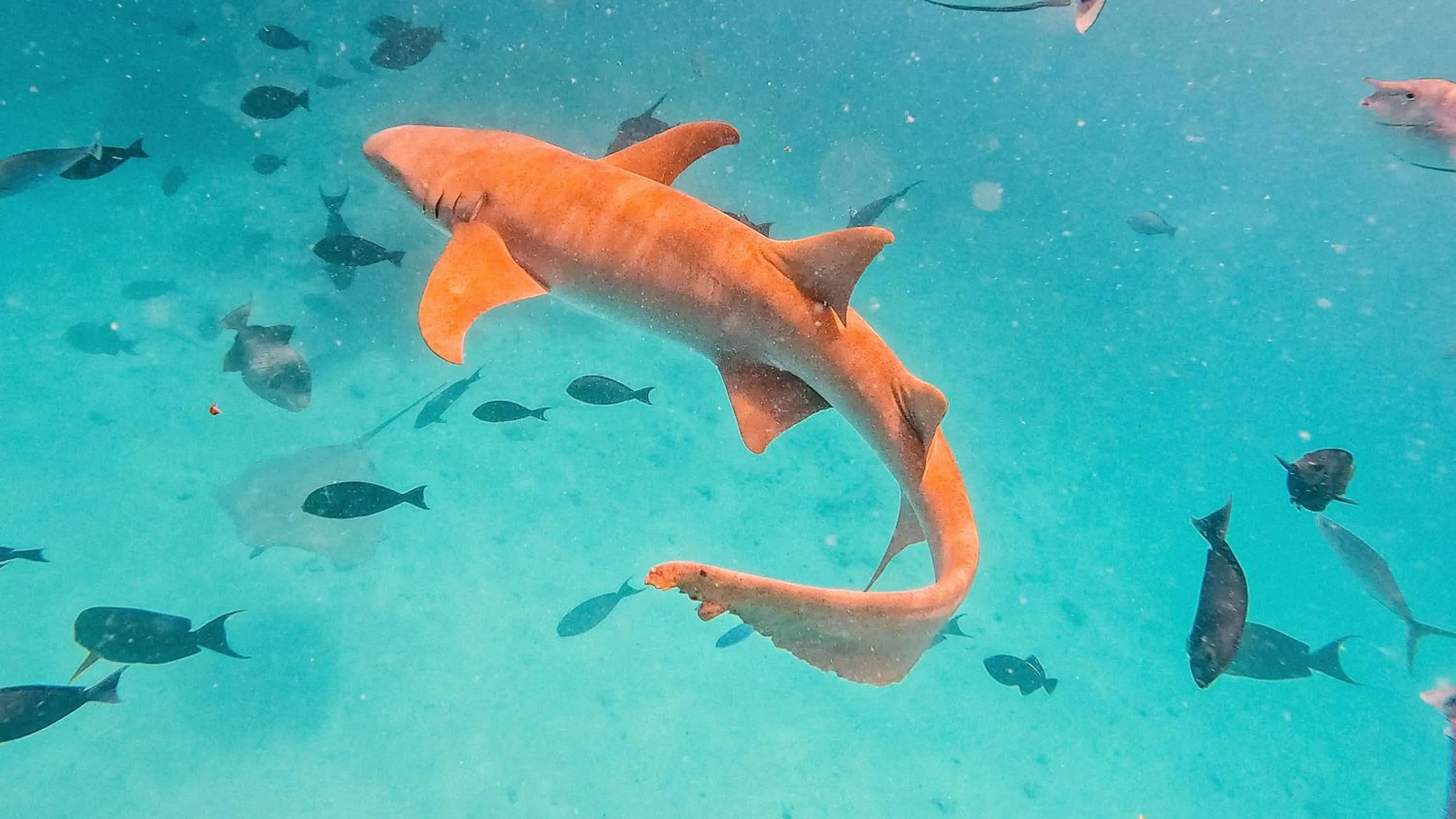 Activities in Arrival Beach and Spa