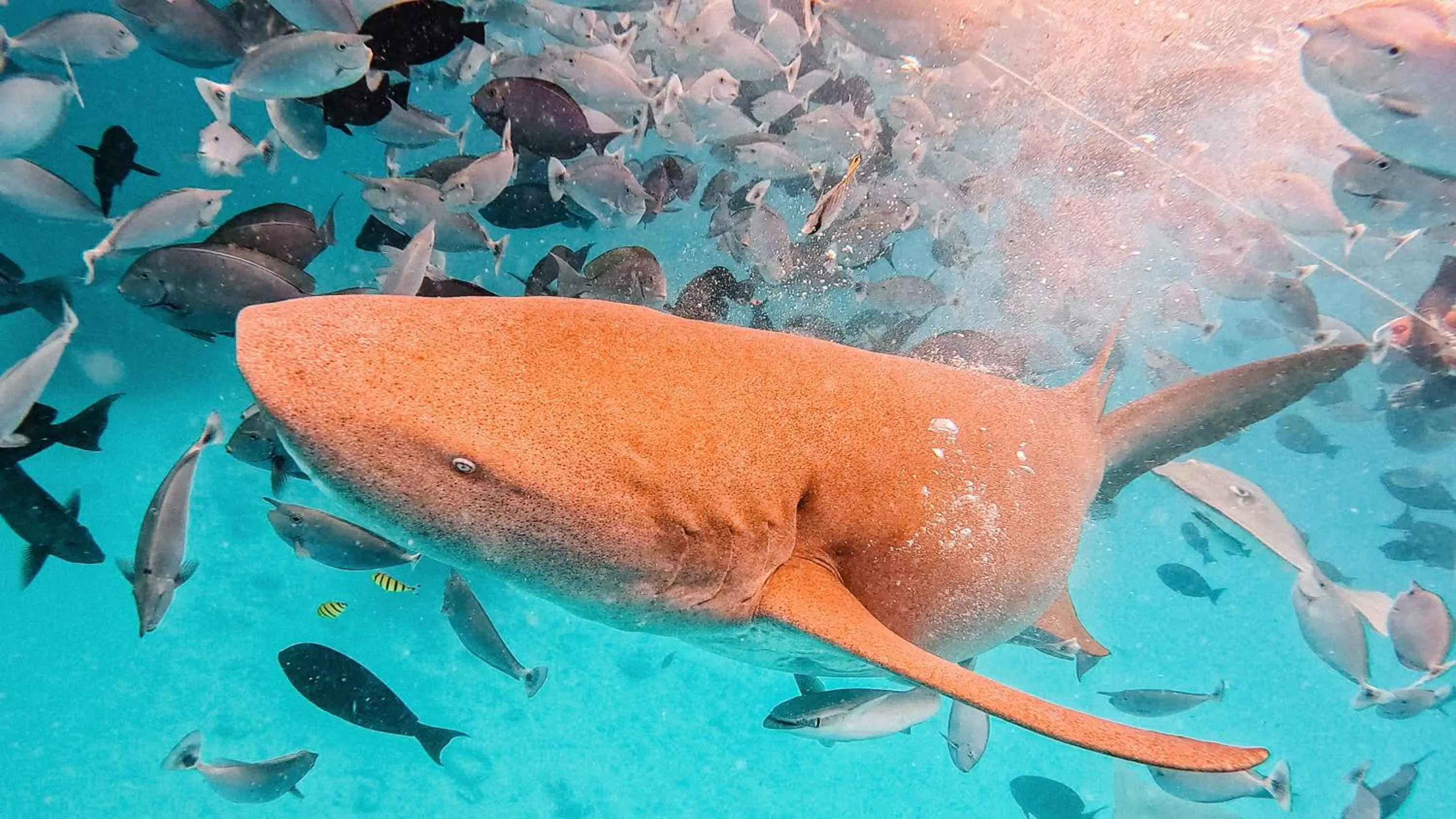 Activities in Arrival Beach and Spa