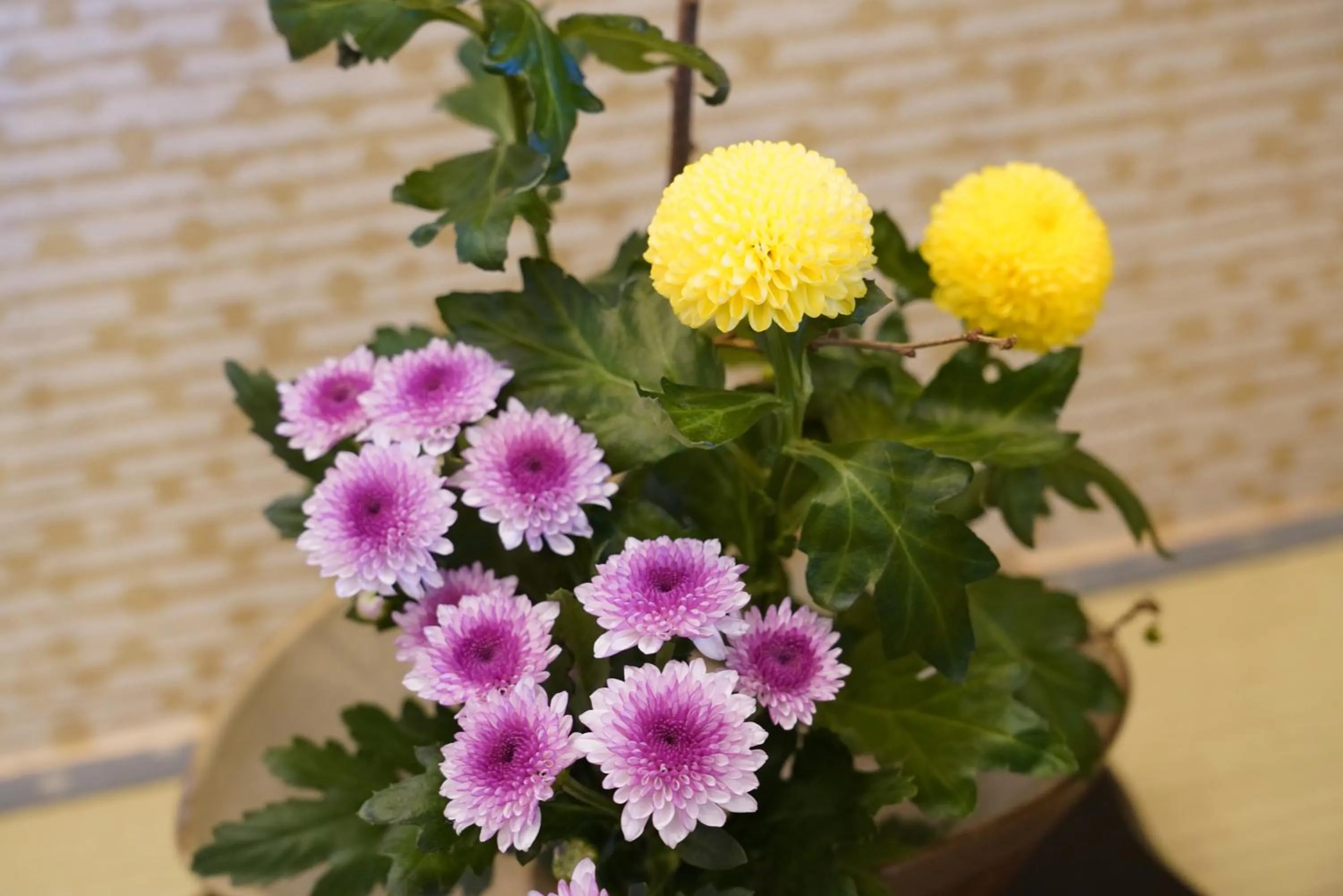 Other in Dantokan Kikunoya