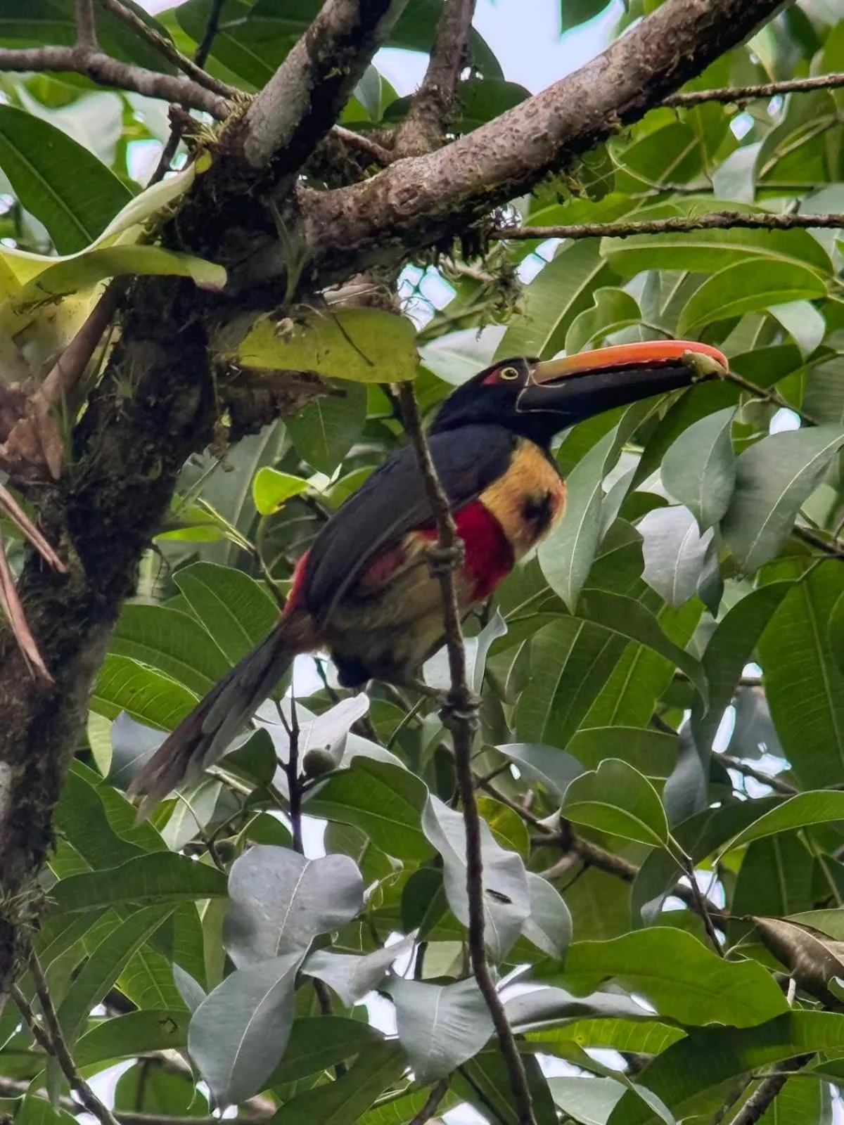 Animals in Ventanas en Corcovado