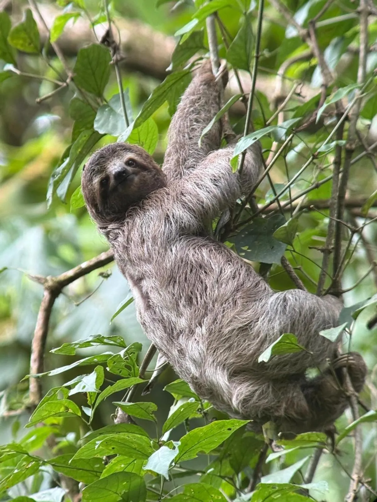 Animals in Ventanas en Corcovado