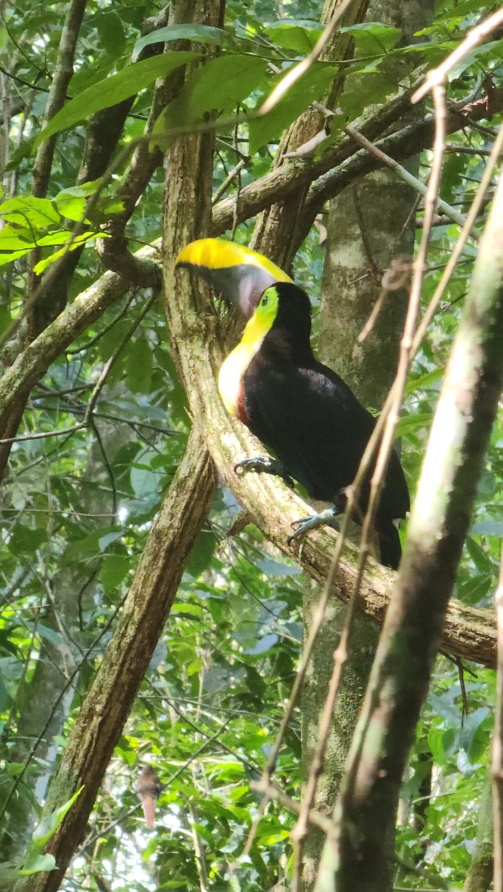 Natural landscape in Ventanas en Corcovado