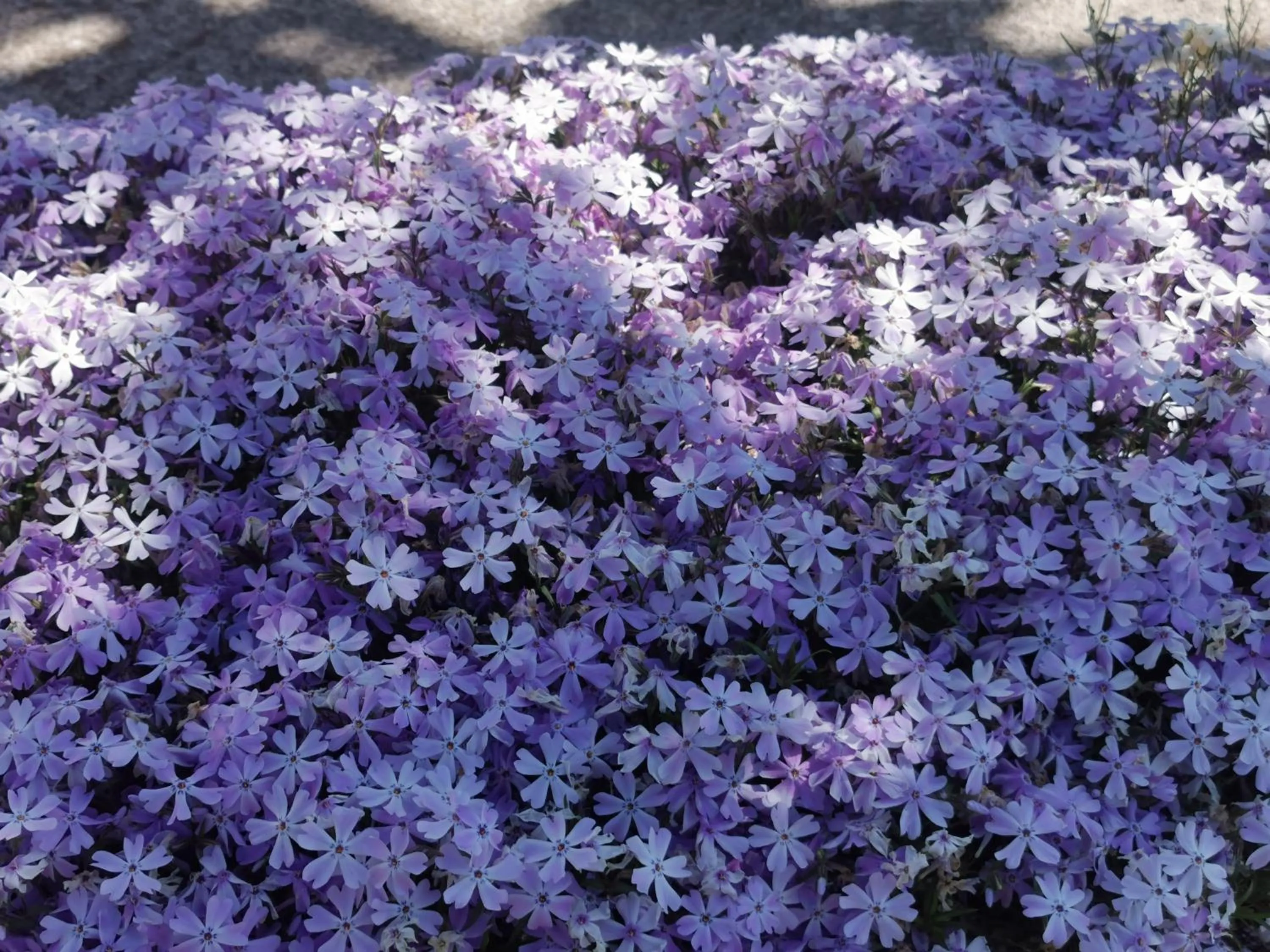 Garden in Apartment Milka