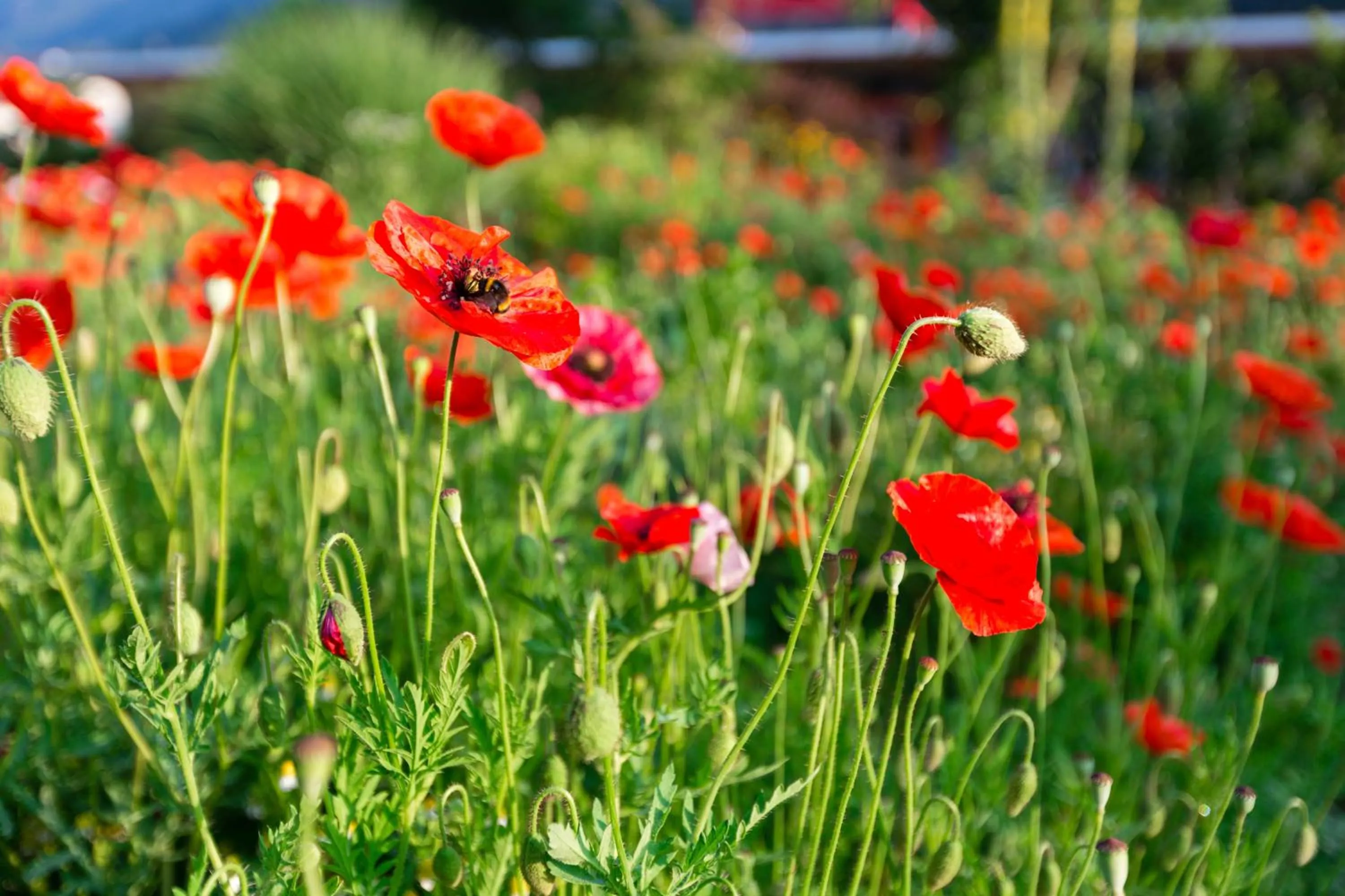 Garni - Hotel Rinner Julia