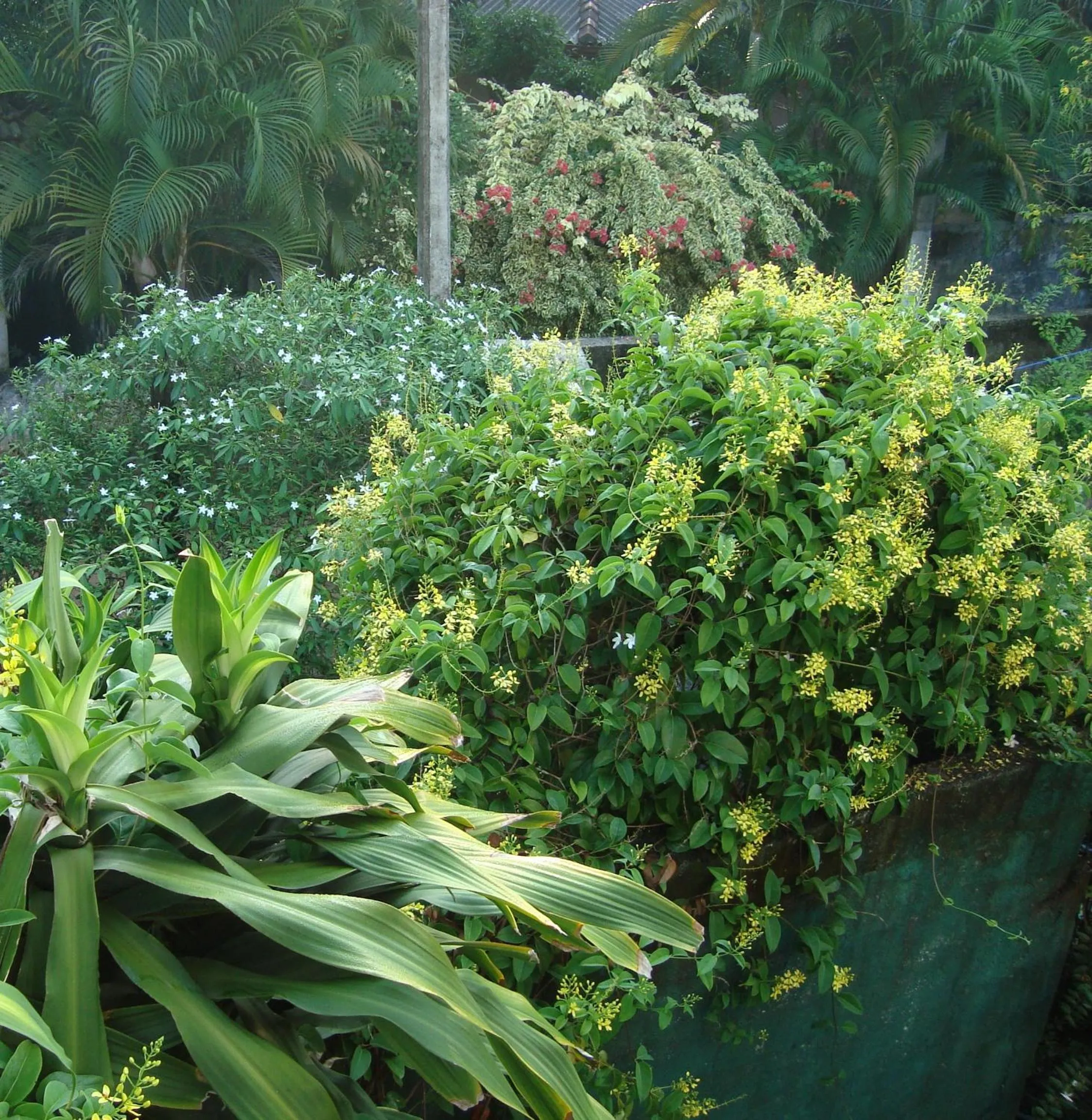 Garden in New White Villa