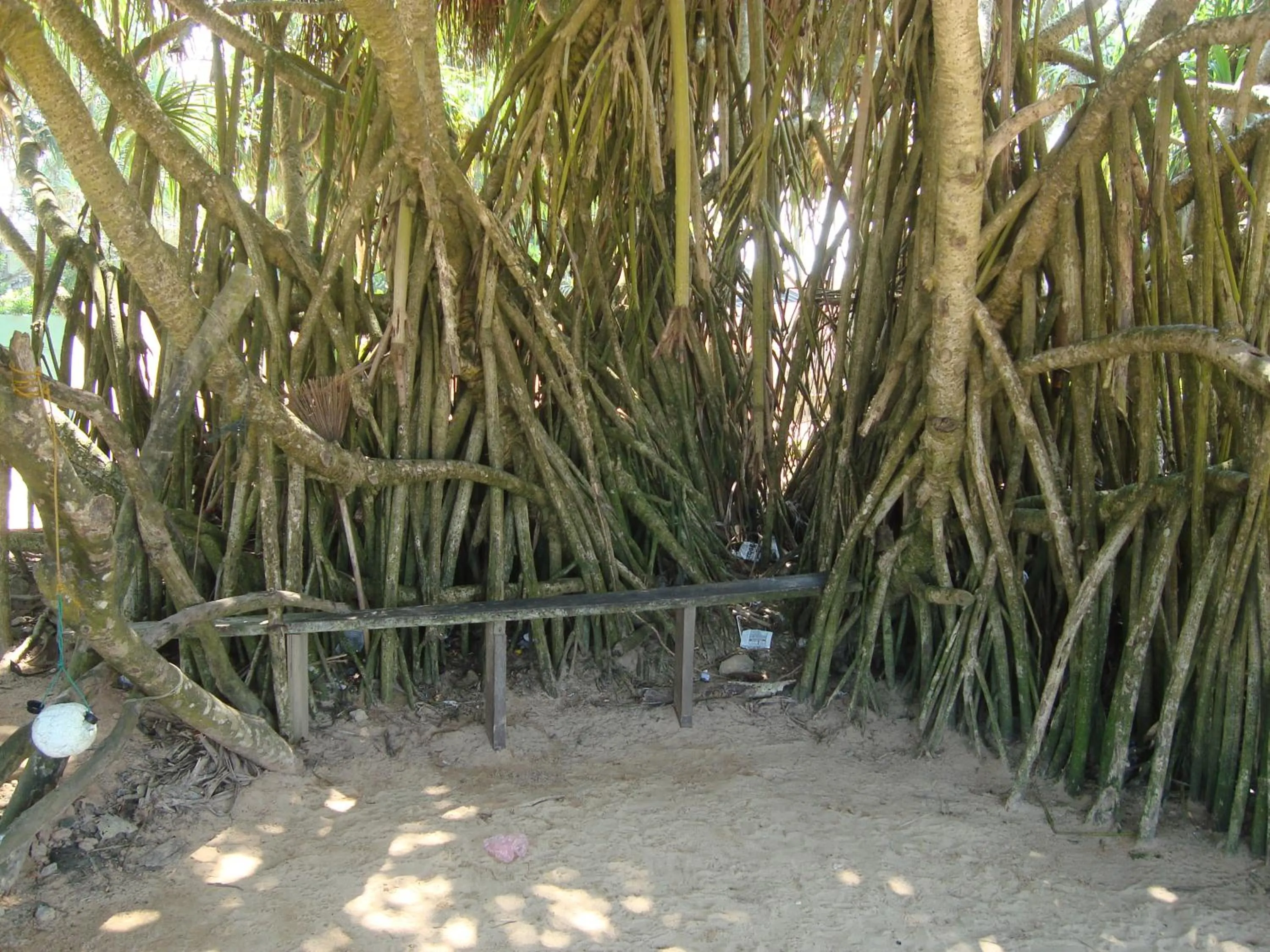 Natural landscape in New White Villa