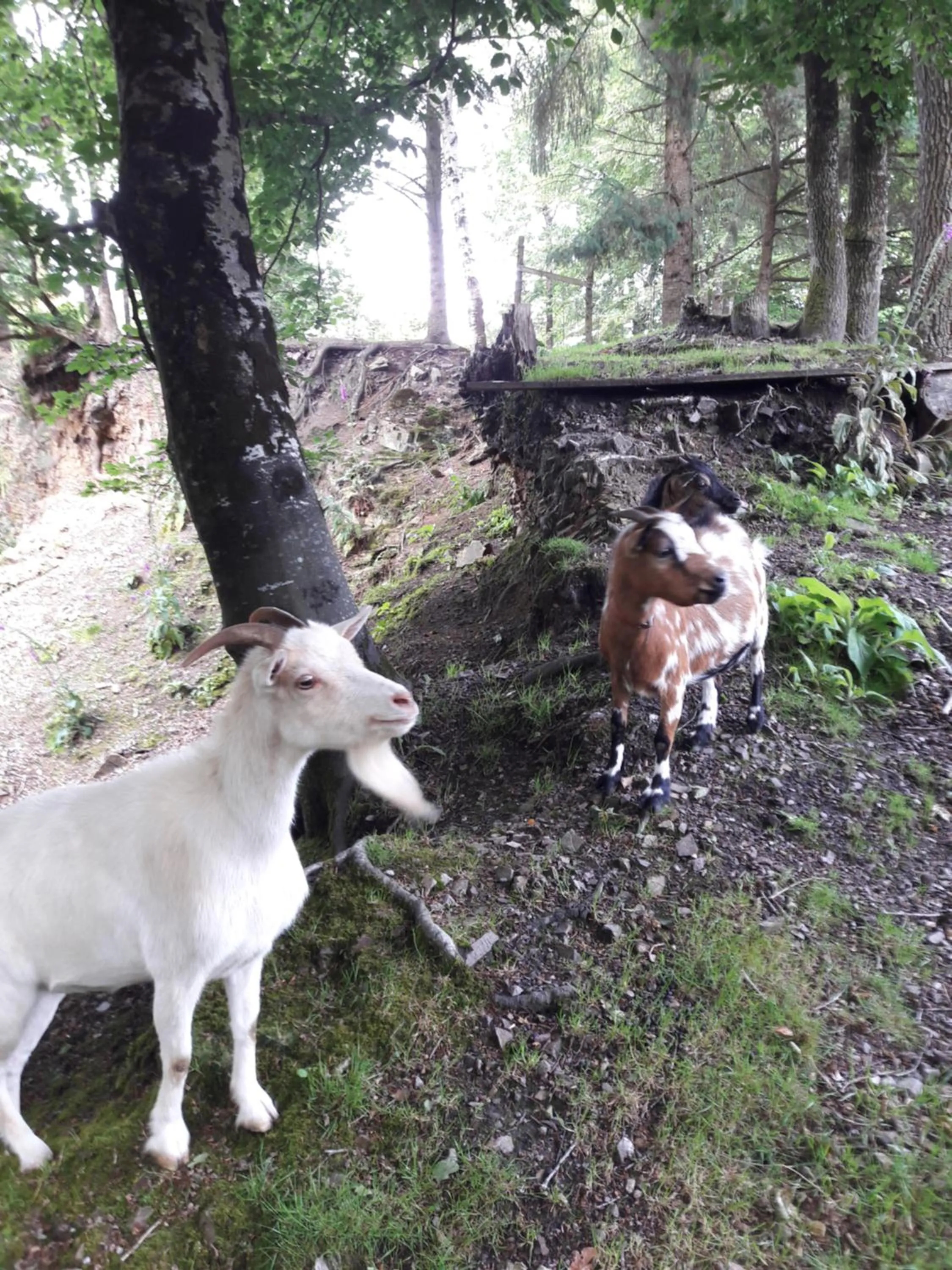 Pets in Maison dans un environnement boisé très calme