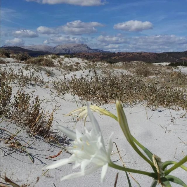Natural landscape in Villa Le Ginestre