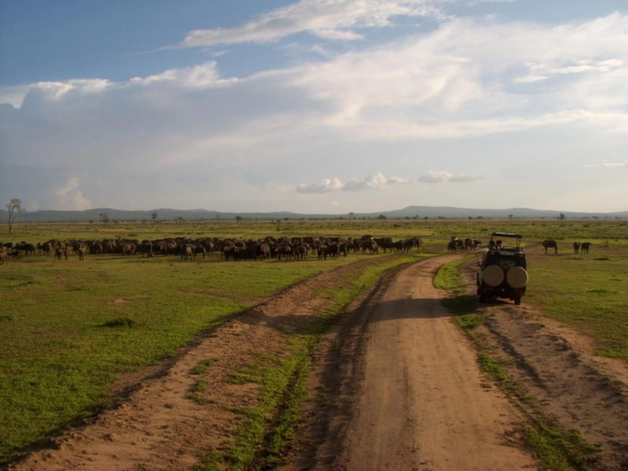 Animals in Tan-Swiss Lodge