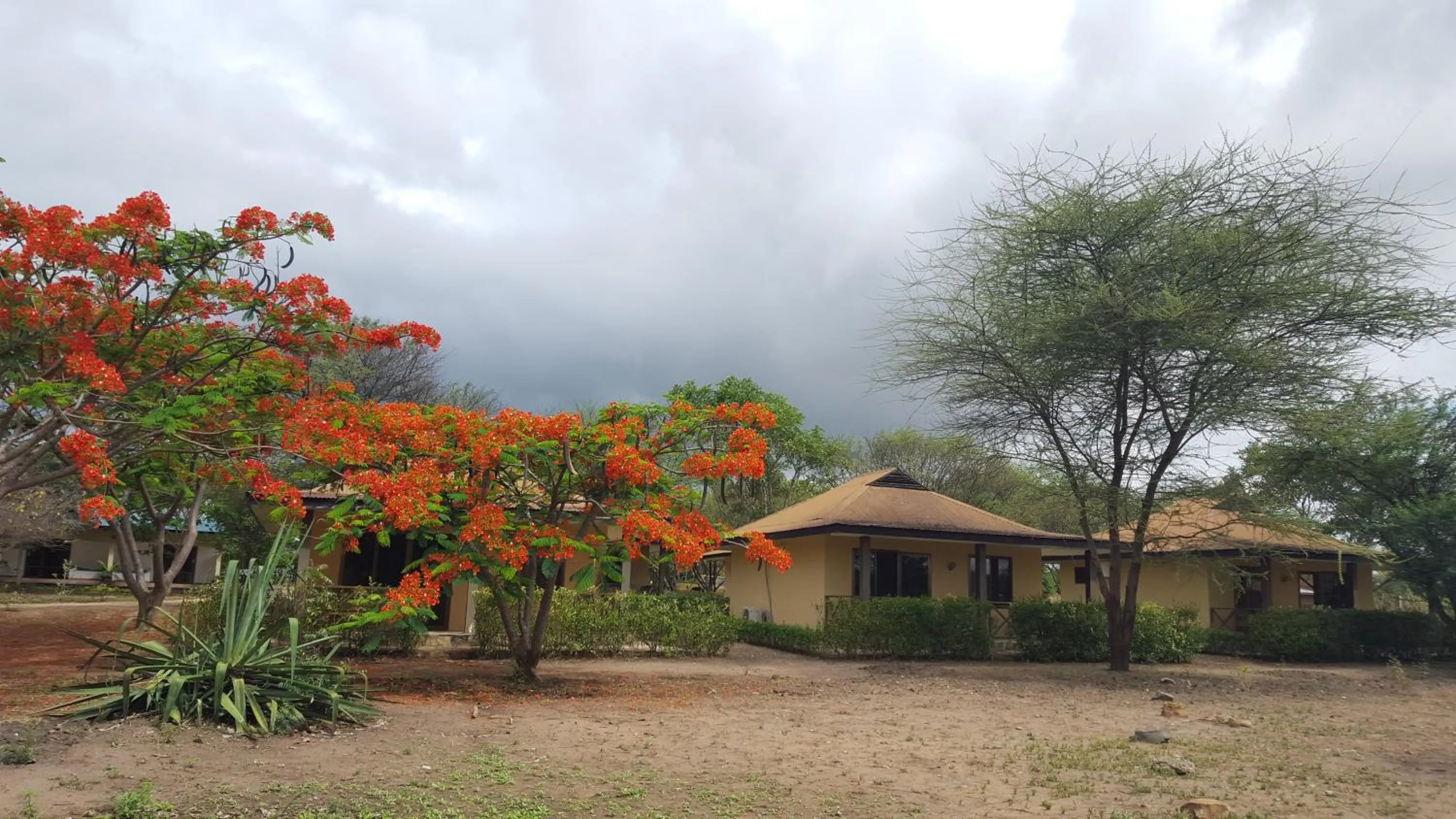 Spring in Tan-Swiss Lodge