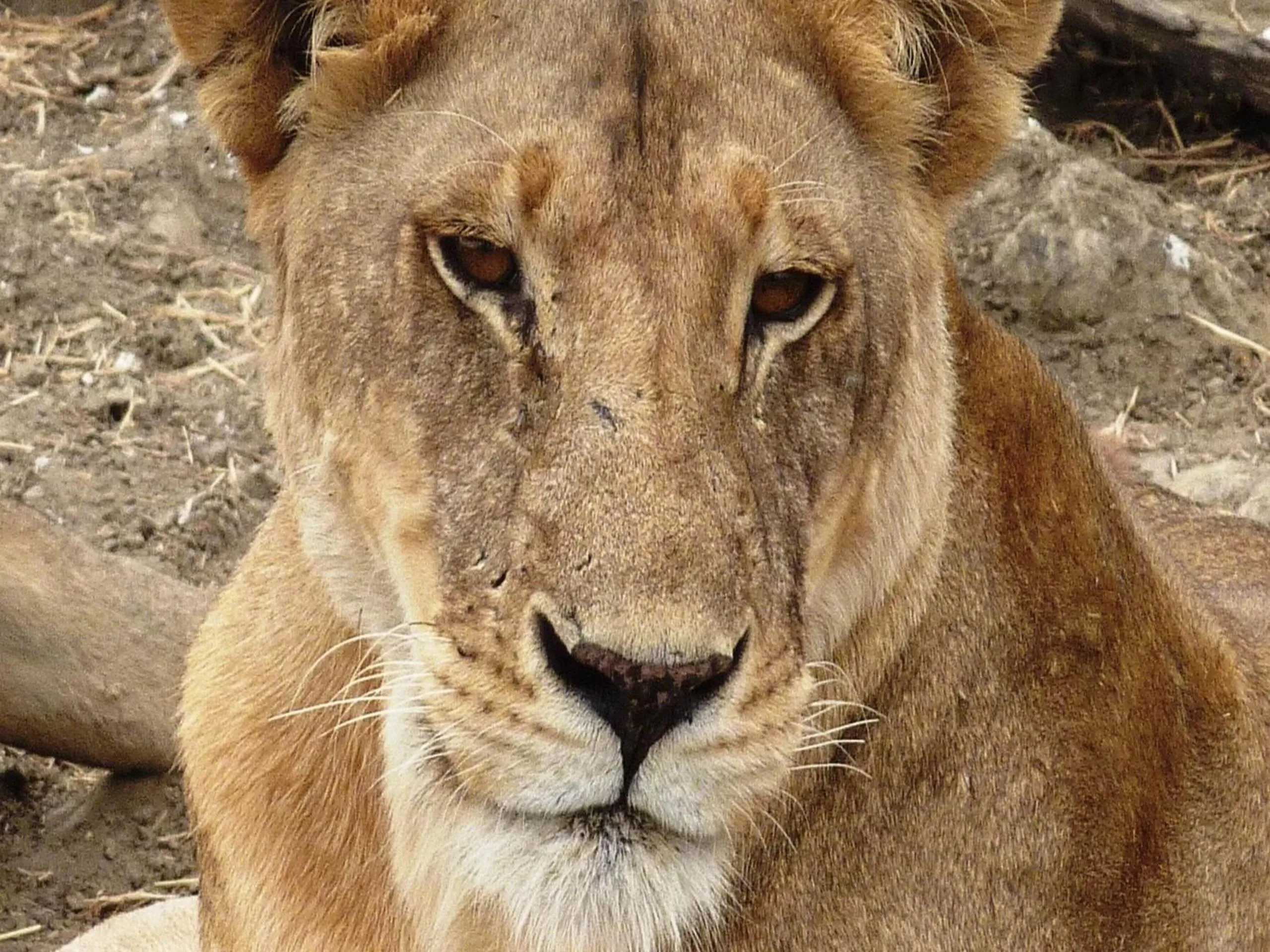 Animals in Tan-Swiss Lodge