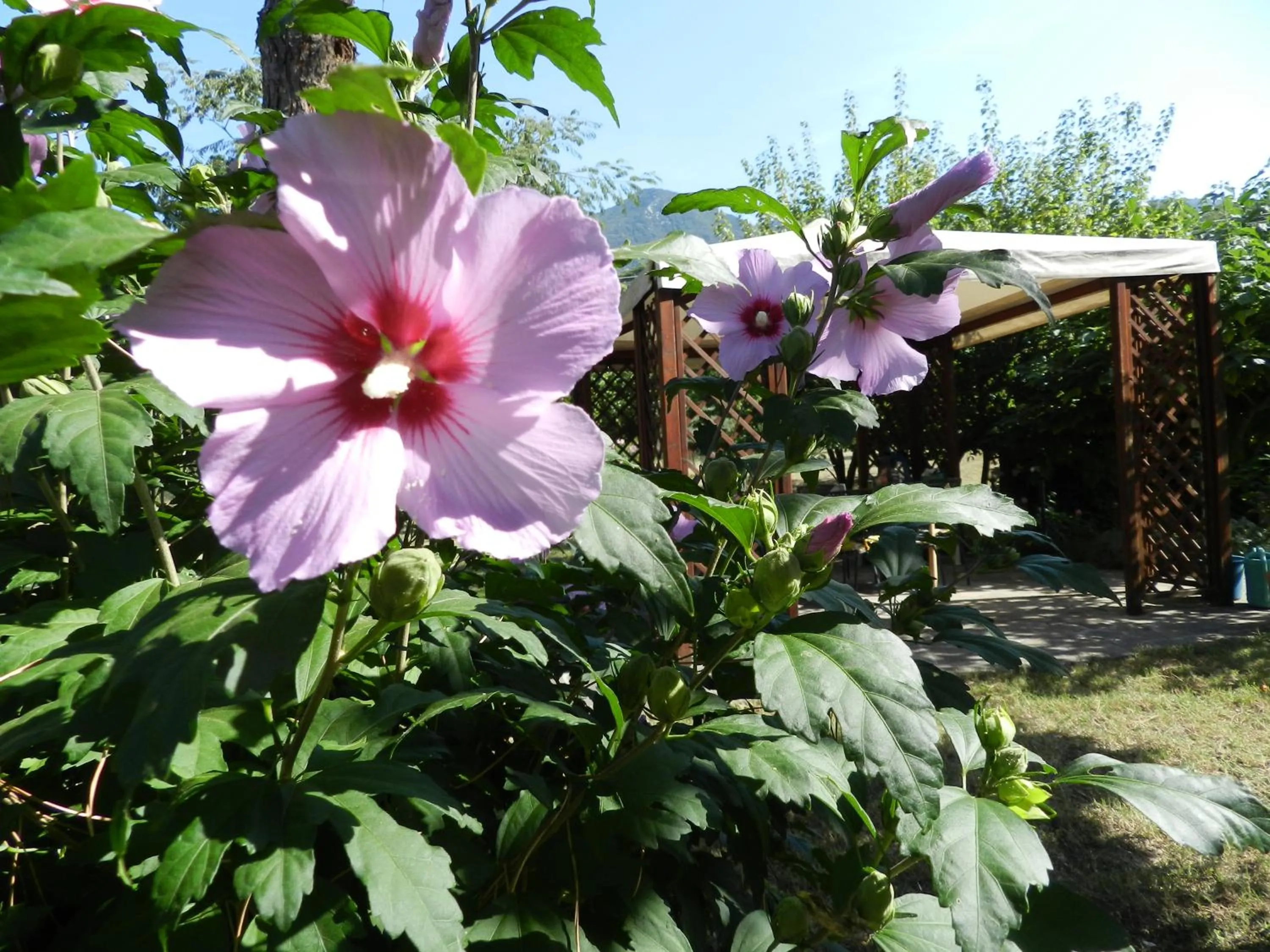 Garden in B&B Villa Maria