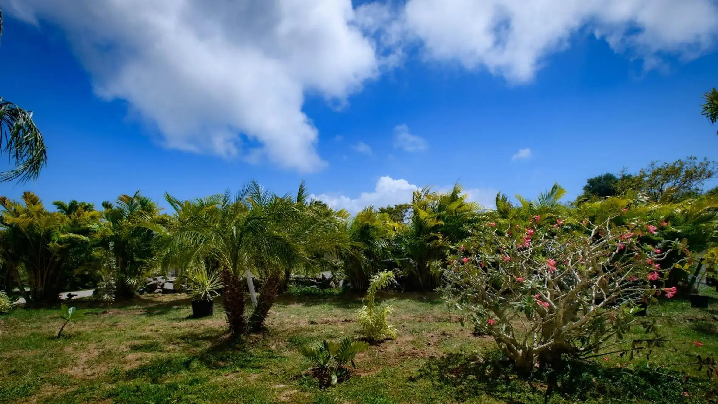 Deluxe King Room in Club Vieques - Adults Only Resort - LGBT Friendly Deluxe King Room in Club Vieques - Adults Only Resort - LGBT Friendly