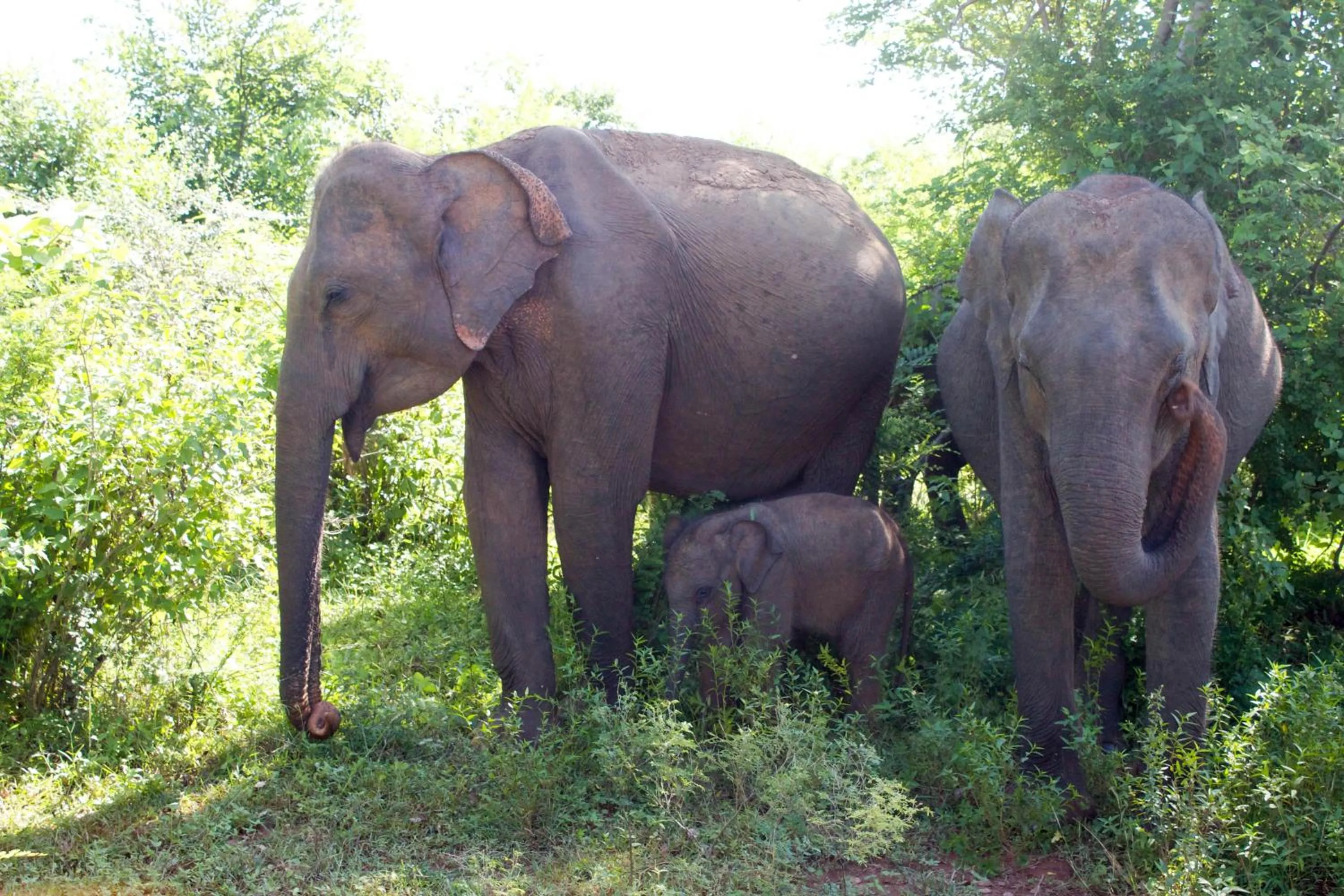 Animals in Maya Tangalle