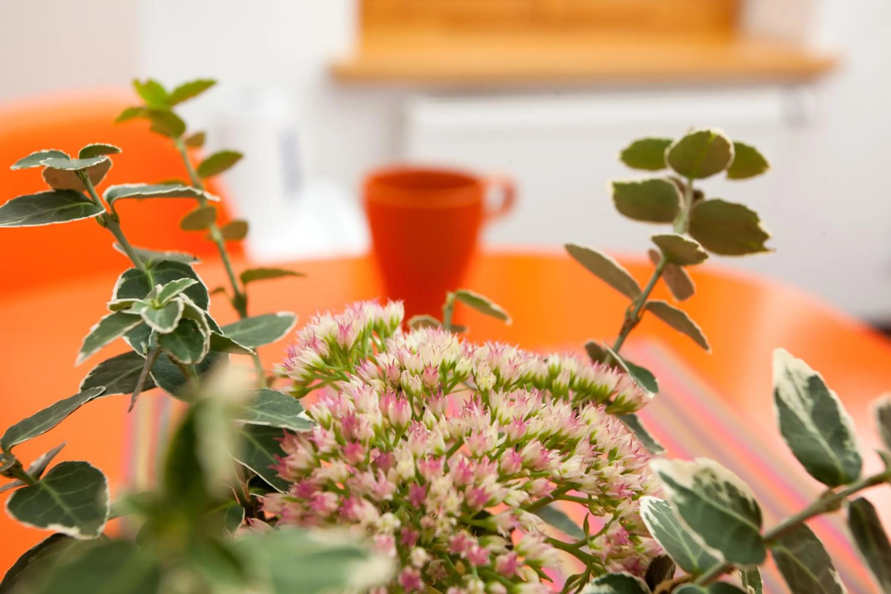 Drinks in Moja Accommodation