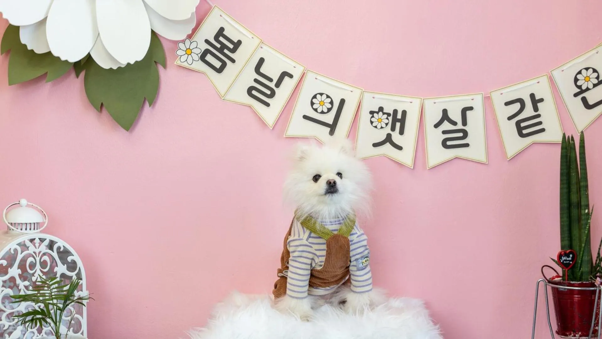 Property building in Namhae Dangdangi Dog Pension Blue