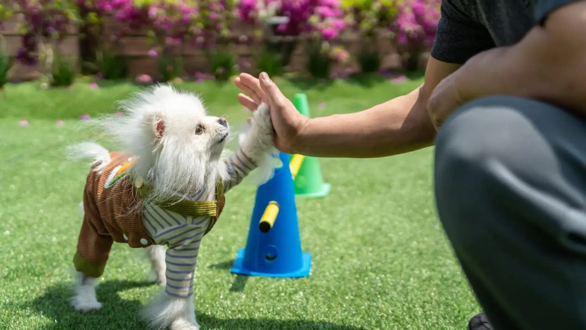 Property building in Namhae Dangdangi Dog Pension Blue Property building in Namhae Dangdangi Dog Pension Blue