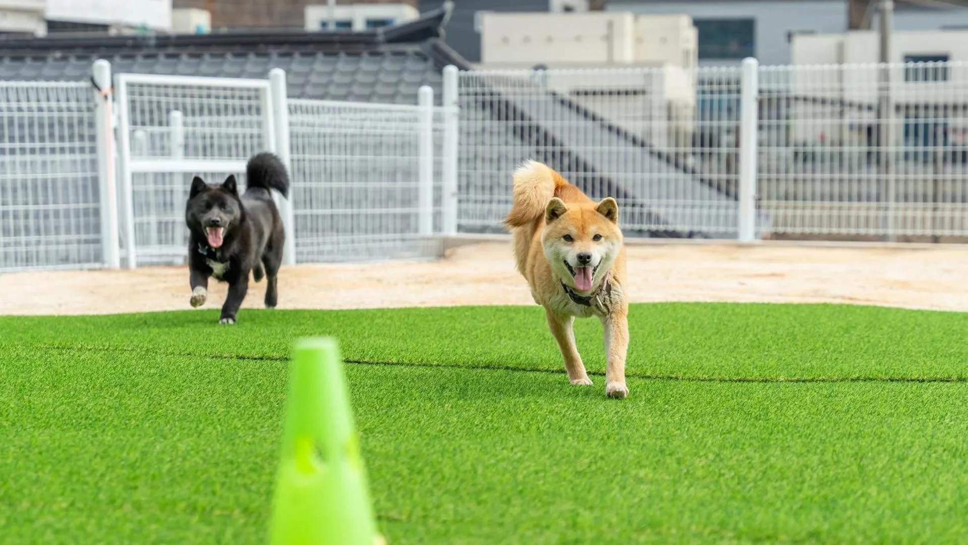 Property building in Gapyeong Ddobagi Pet & Spa Glamping