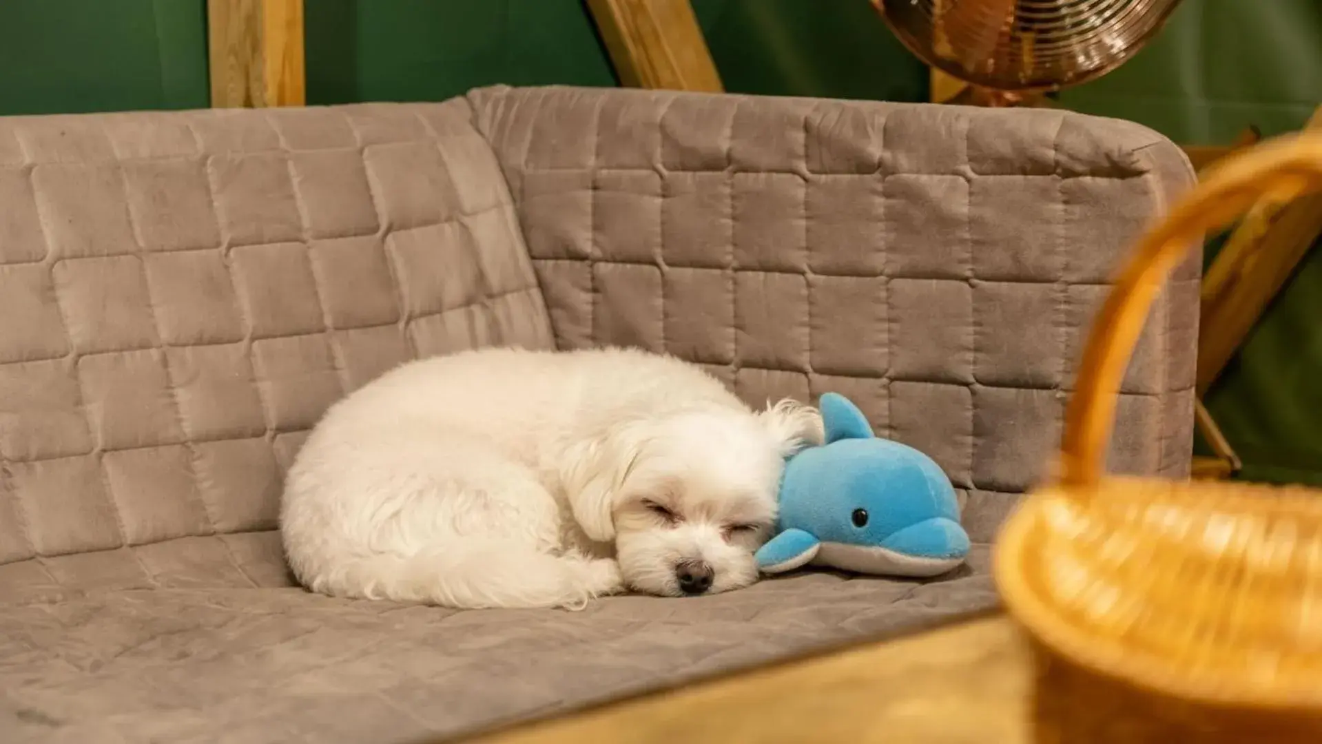 Property building in Gapyeong Dongban84 Glamping&Pool villa Property building in Gapyeong Dongban84 Glamping&Pool villa