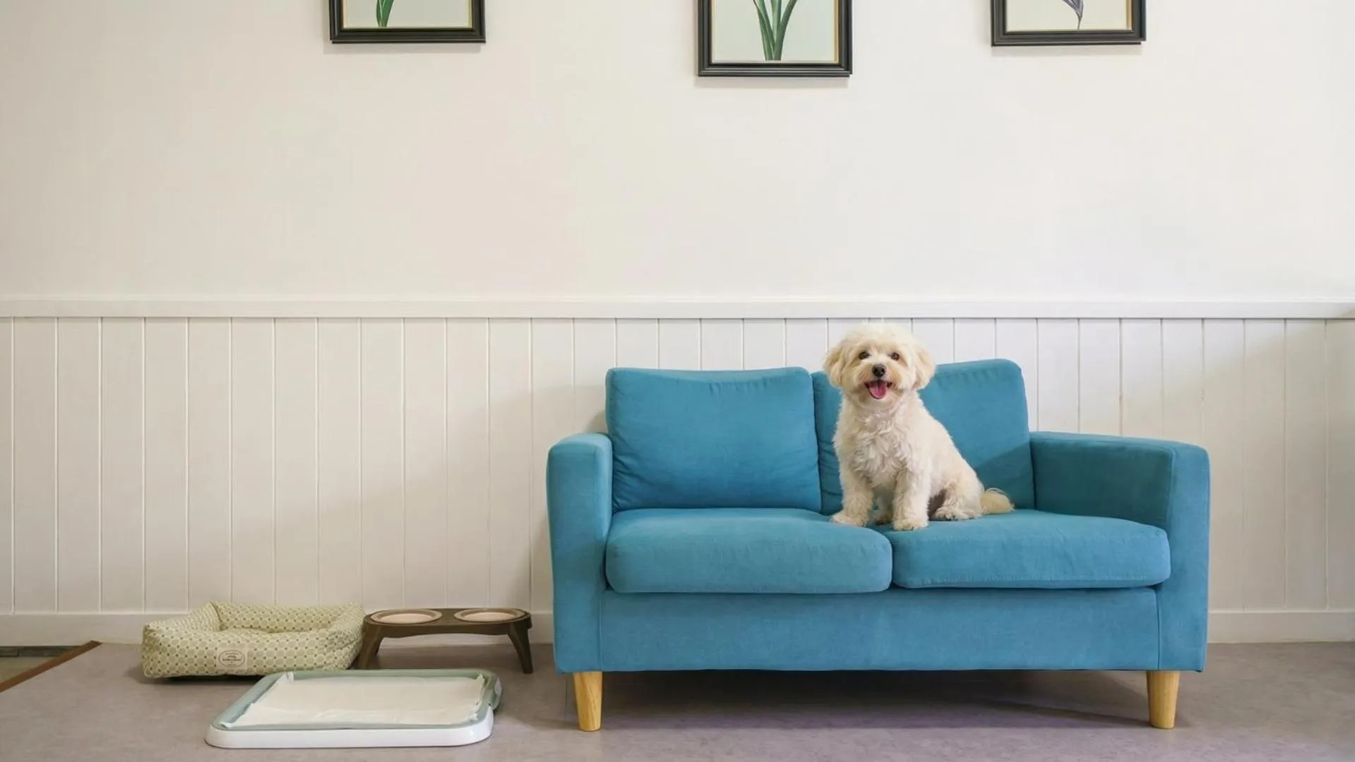 Property building in yangpyeong beulleosseom pet spa pension